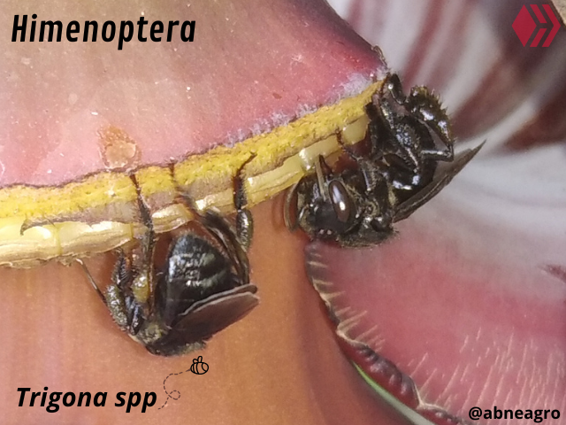 Automeris cf. jucunda (1).png