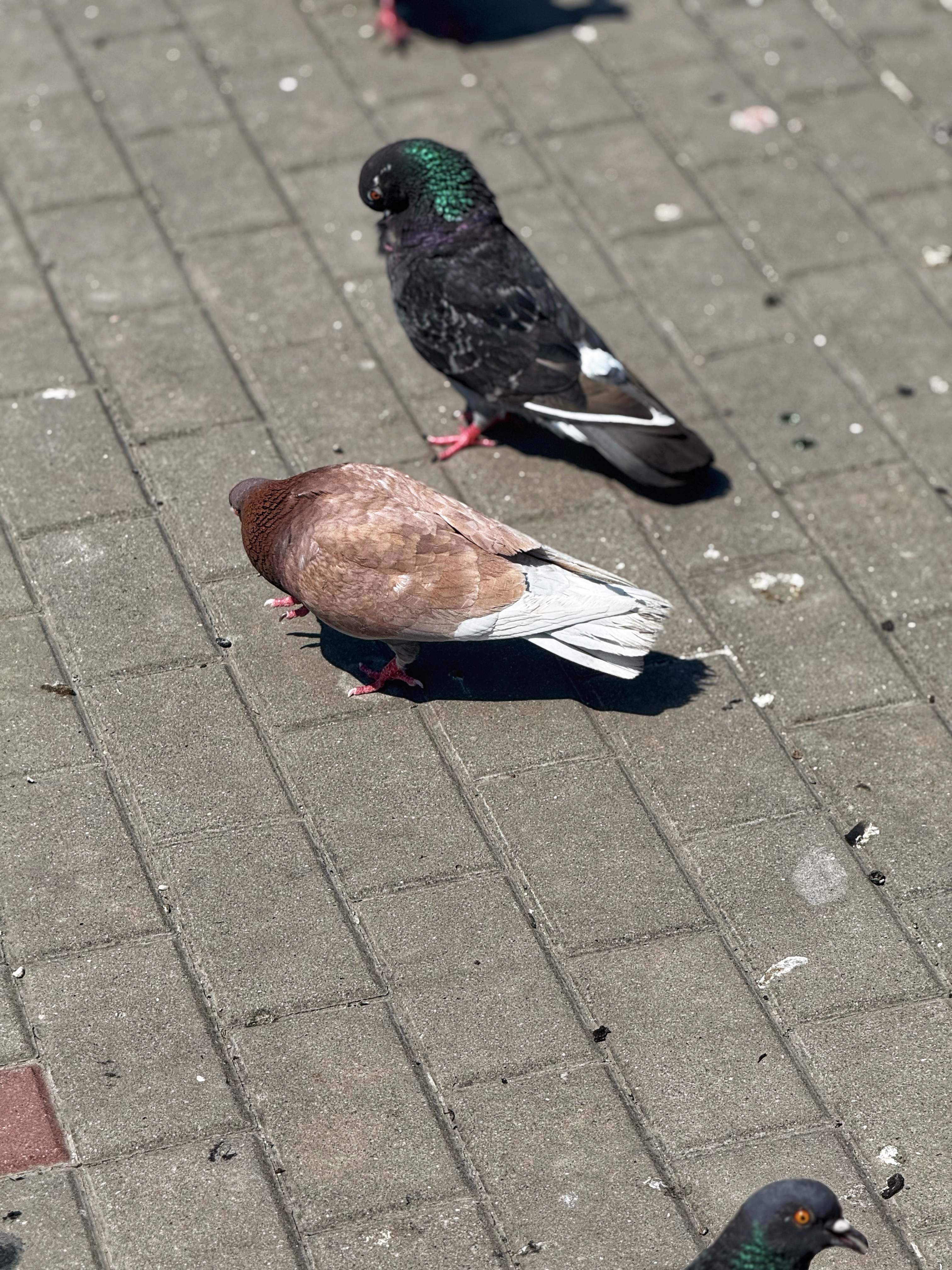 IMG_4640.jpeg