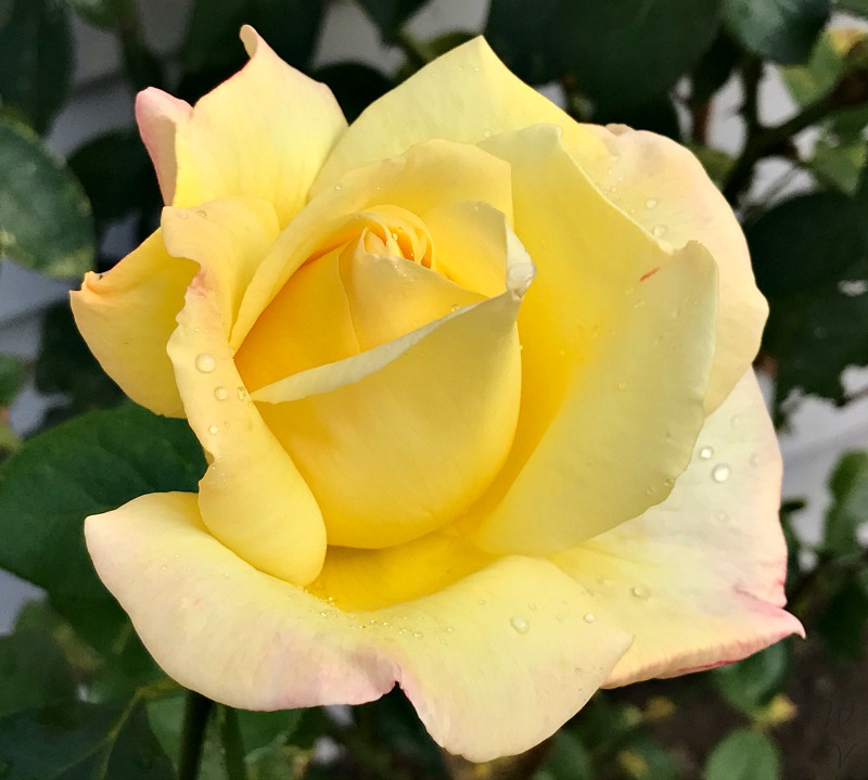 https://images.hive.blog/DQmUNNThRppGvBoPkiUPJg89PsiAhiRerUAUbf8ZuLYFYVK/colorchallenge%20wednesdayyellow%20photography%20rose%203%20.jpg