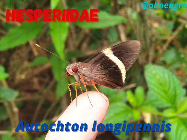 Hesperiidae.png