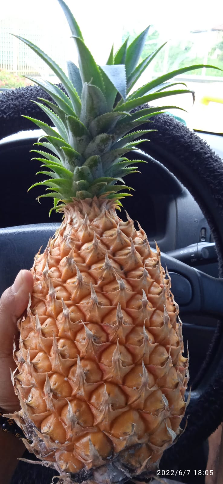 pineapple to be pealed.jpeg