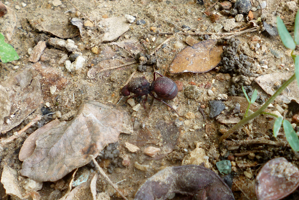 Especie de hormiga Atta mexicana - ANTCUBE Hormiga cortadora de hojas