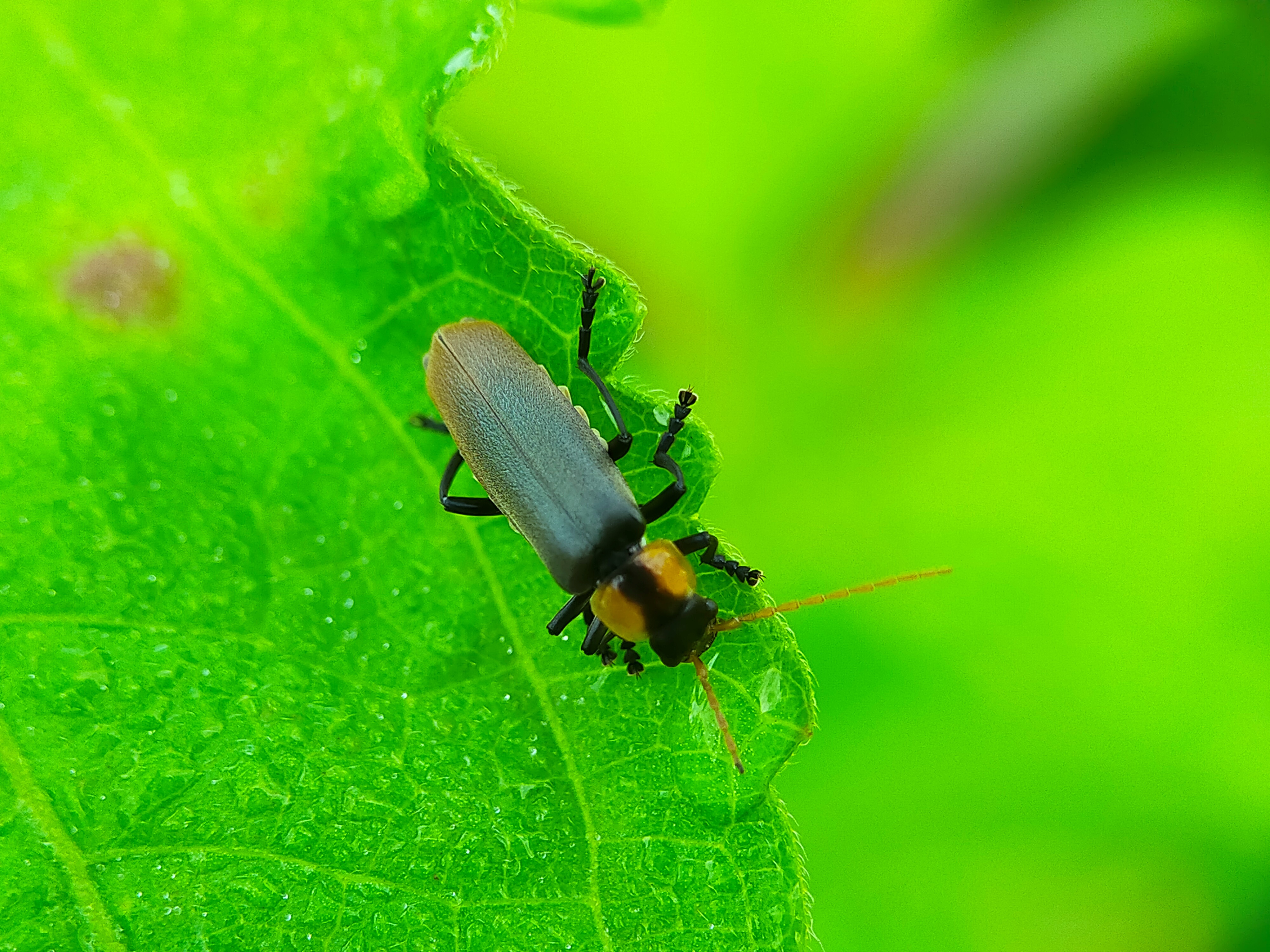 Chauliognathus lugubris (25).jpg