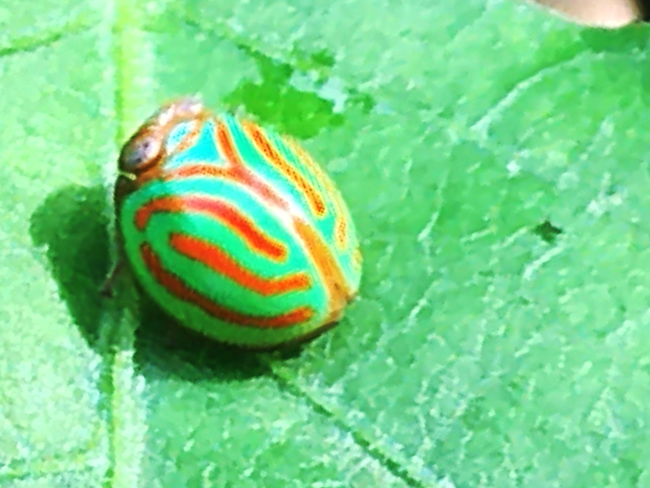 IMG_1935a.png