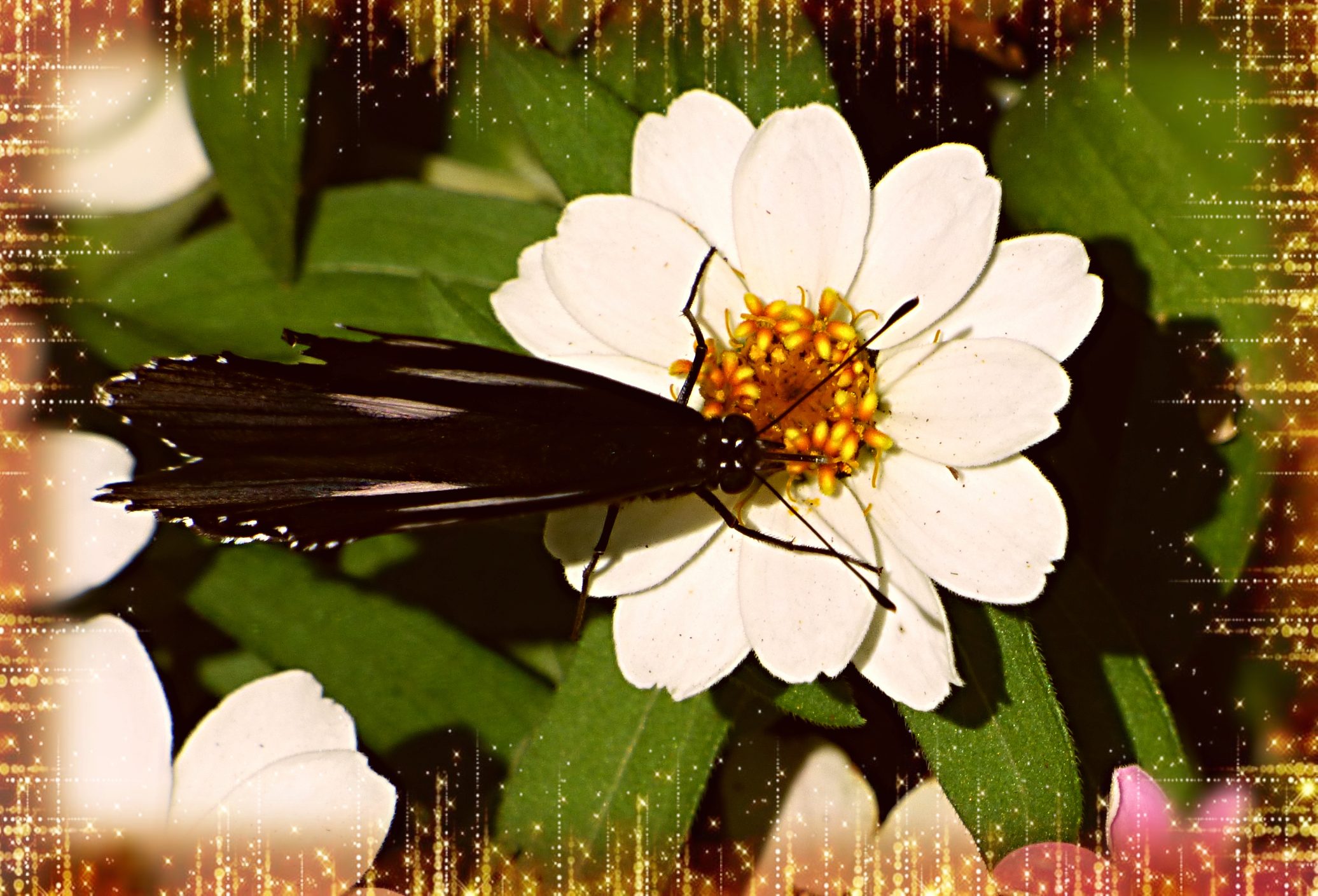 B ON WHITE FLOWER.png