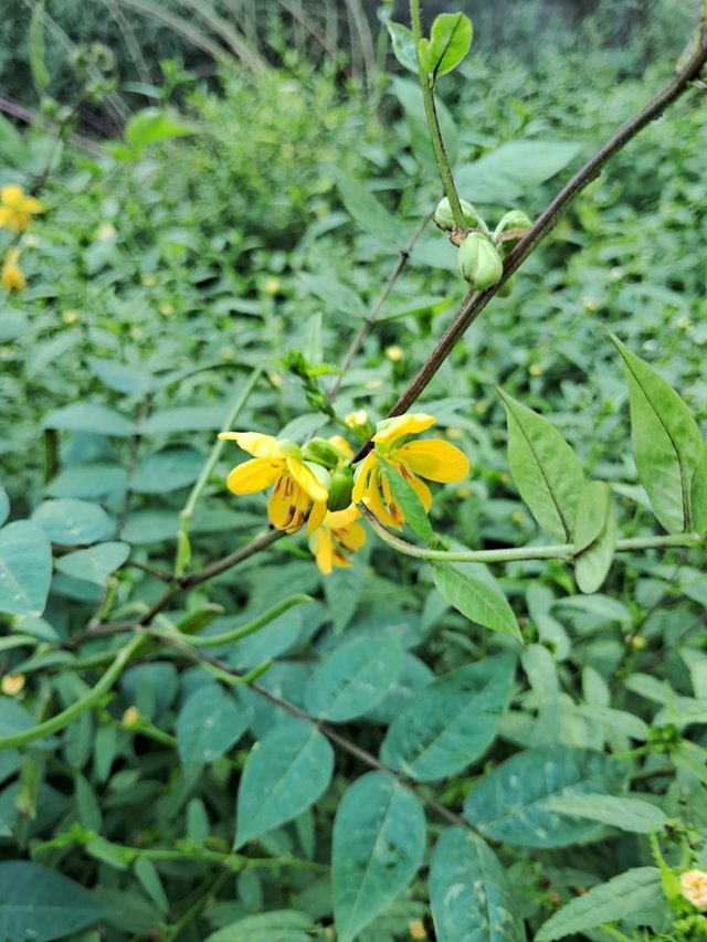 Sickle Senna flower 1.jpg