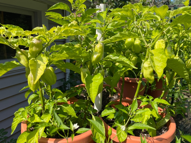 https://images.hive.blog/DQmUQPMuypcA4tU8Cu1Hcn4JhquKNWR2RxhLEme7FHUYaJw/hivegarden-hot-peppers.jpg