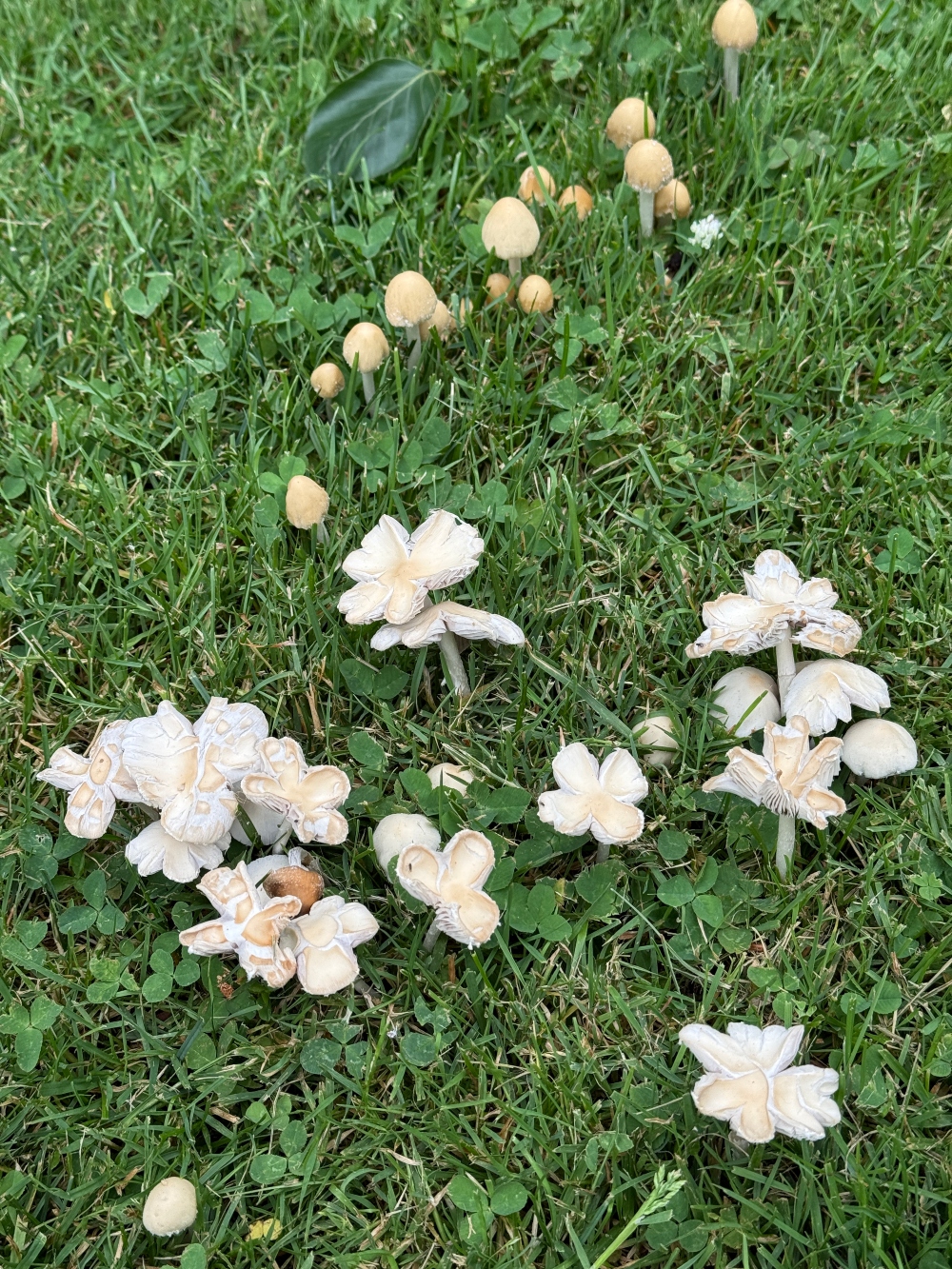 fungi-friday-2.jpg