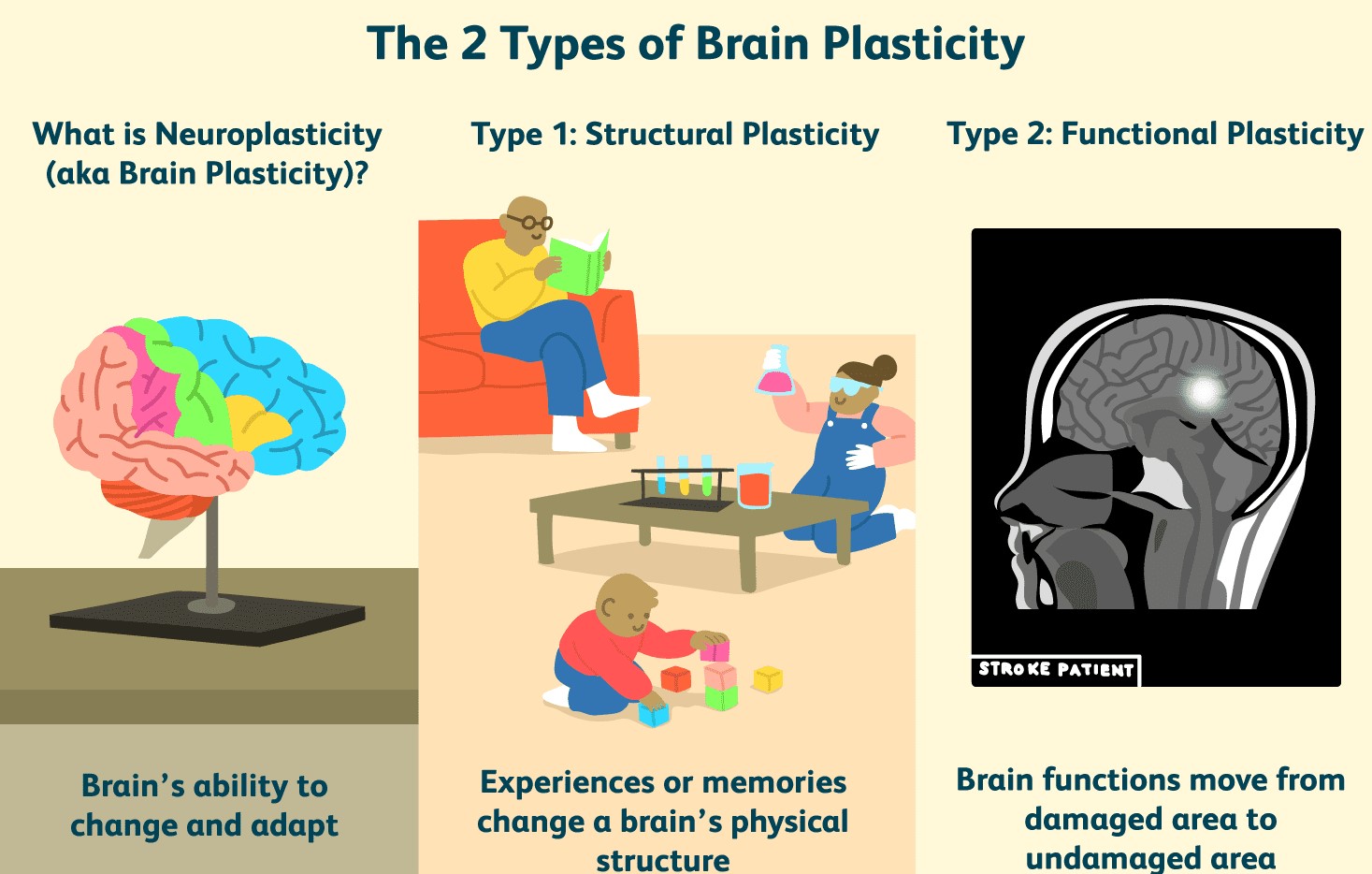 what-is-brain-plasticity-2794886-01-cb68ba43ed534fb4b220ff86bf28a0e4w.jpg