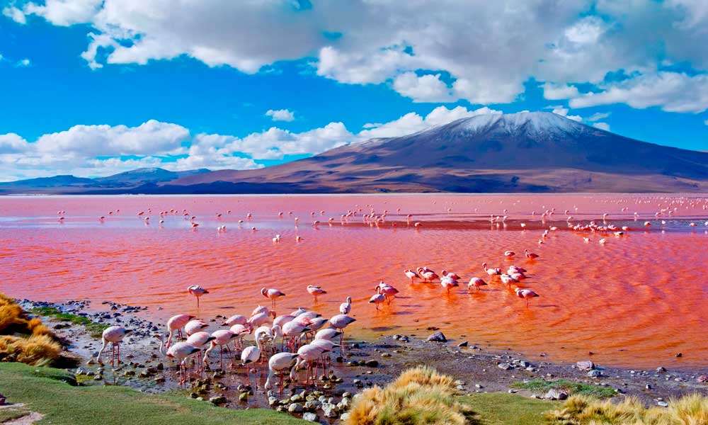 LAGUNA-COLORADA-DE-BOLIVIA-1.jpg