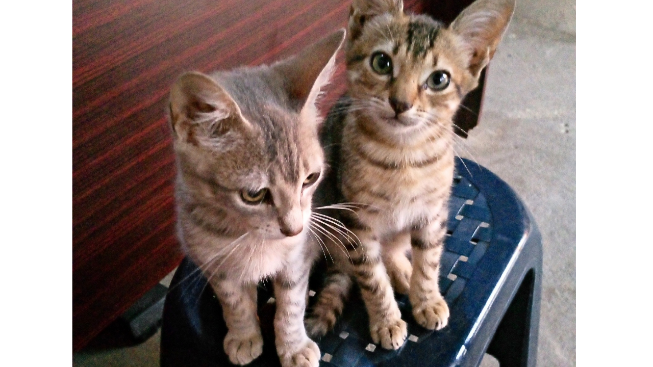🐈Mi vida con 6 gatitos 🐈‍⬛.//🐈My life with 6 kittens🐈‍⬛.(Esp-Eng)