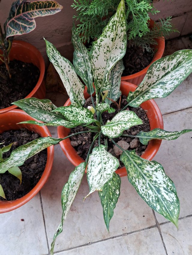 Aglaonema snow white plant 4.jpg