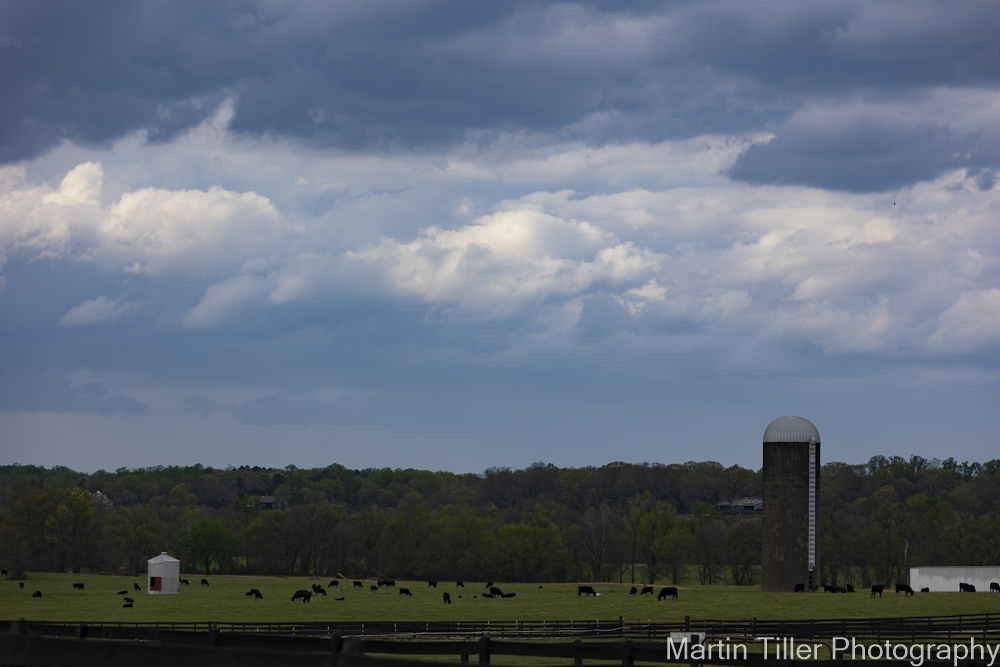 Cows and farm (1 of 1).jpg