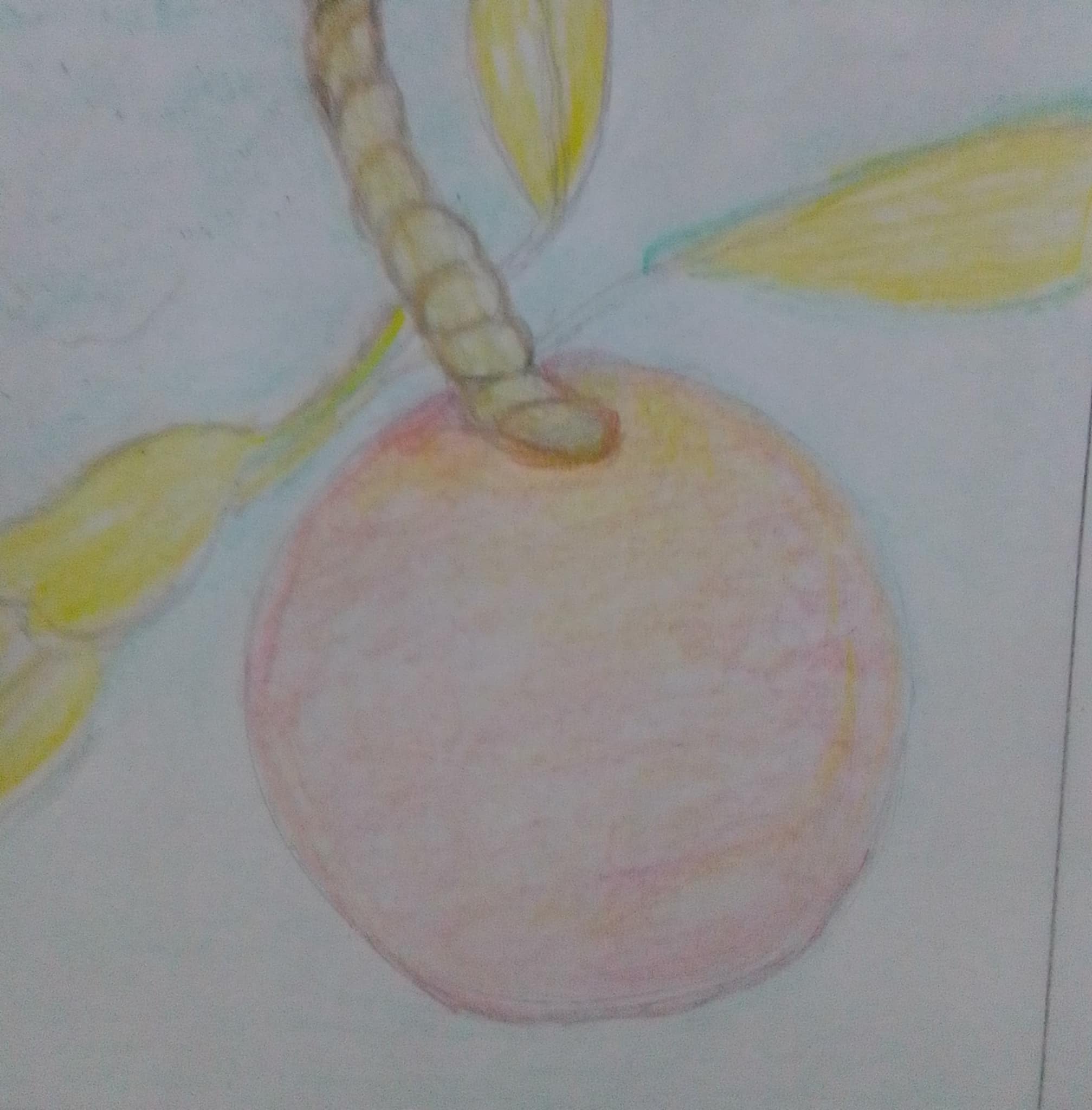 lichi6.jpg