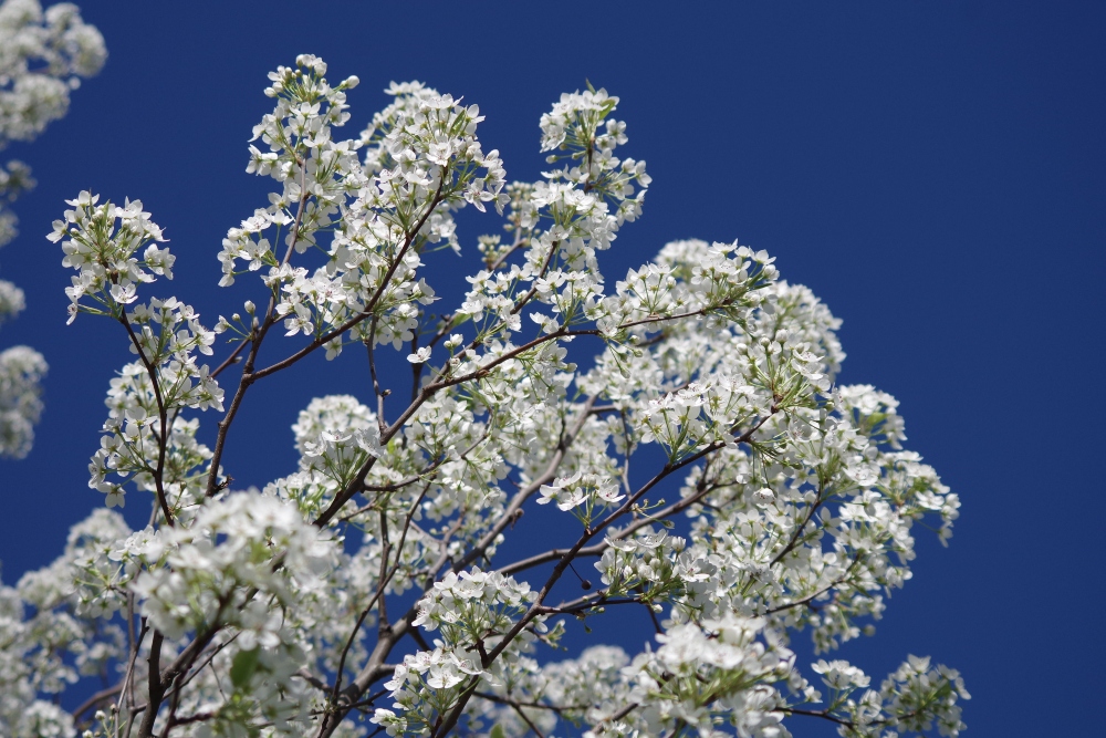 hivegarden-flowers-tree-5.jpg