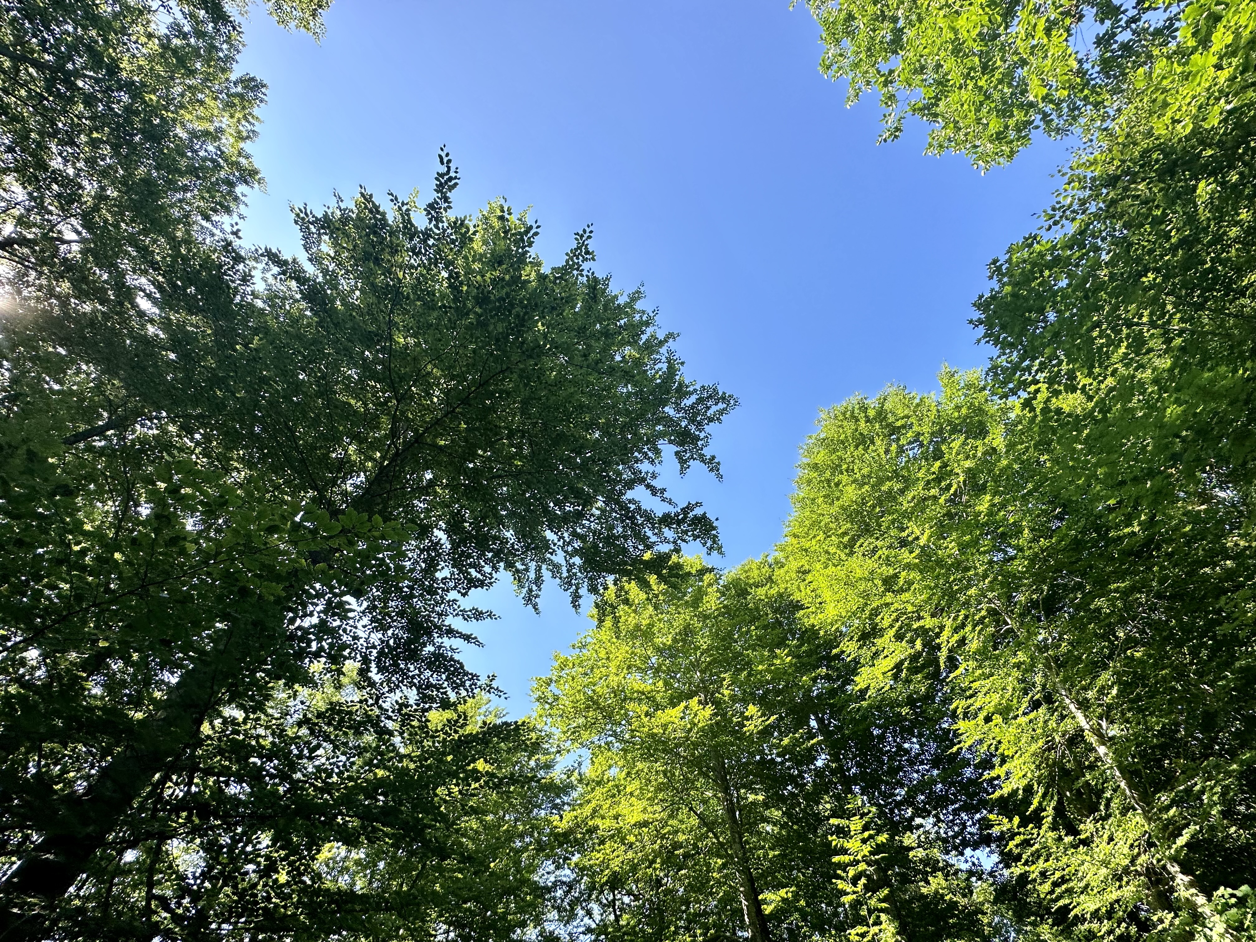 IMG_4937.jpeg