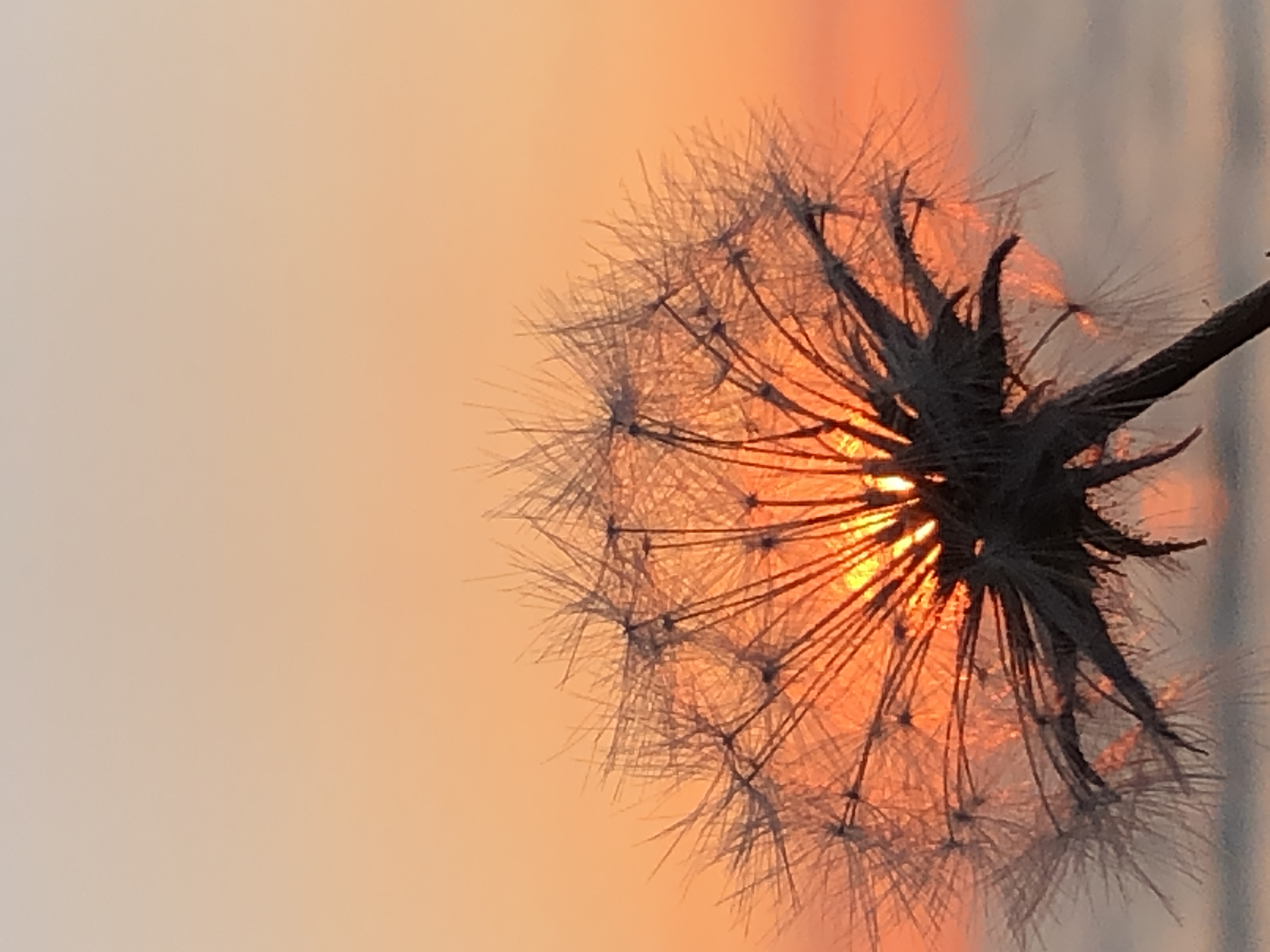 60CA1374-B9A7-4E83-B95F-77E3B4139027.jpeg