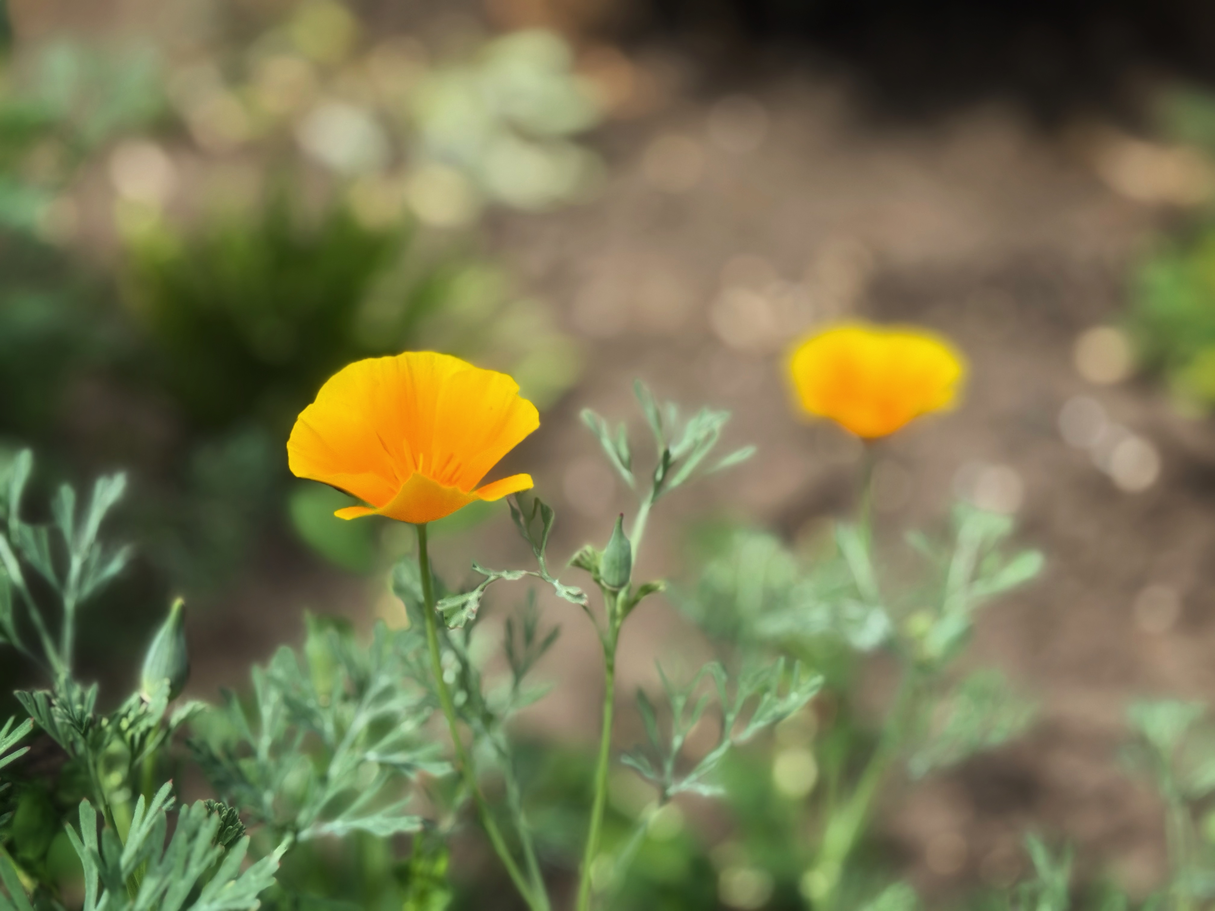 IMG_3278.jpeg