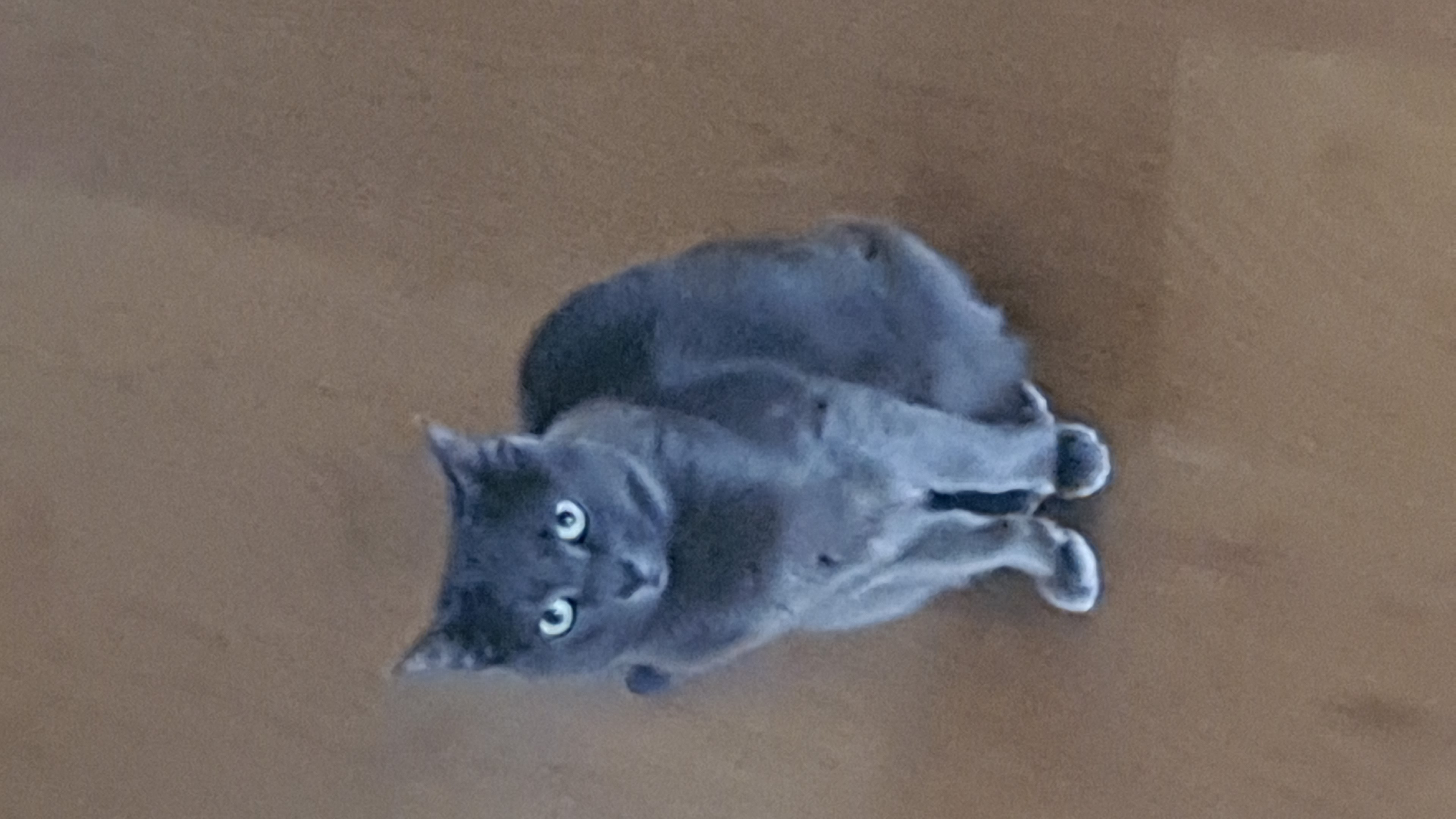 IMG-20230409-WA0016.jpeg