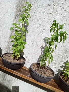 cuidadodeljardin4.jpg