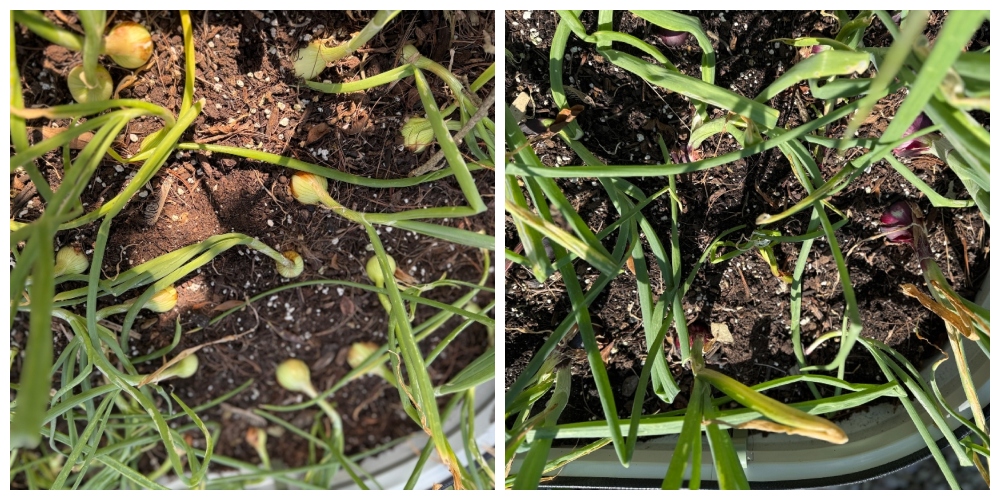 hivegarden-onions.jpg