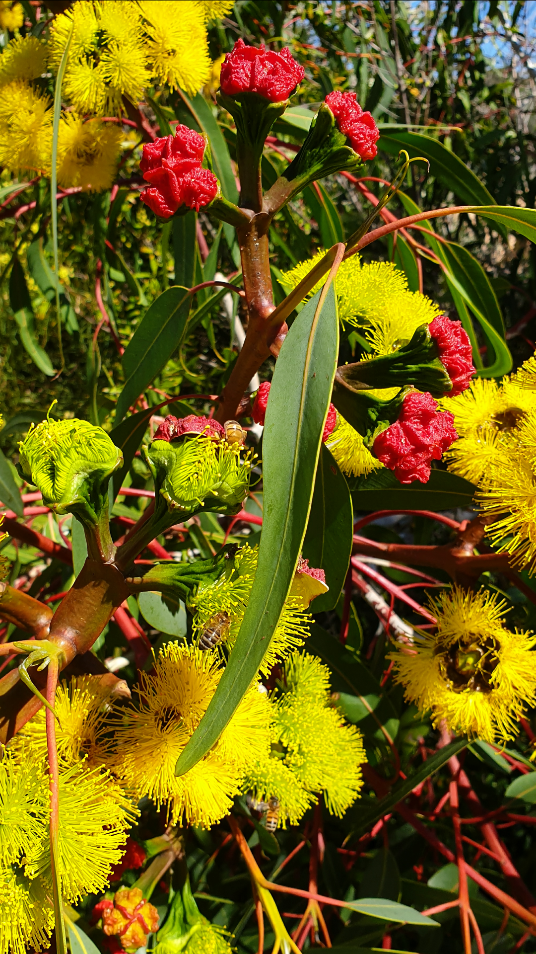Beautiful Australian Native Tree at a Water Treatment Plant
