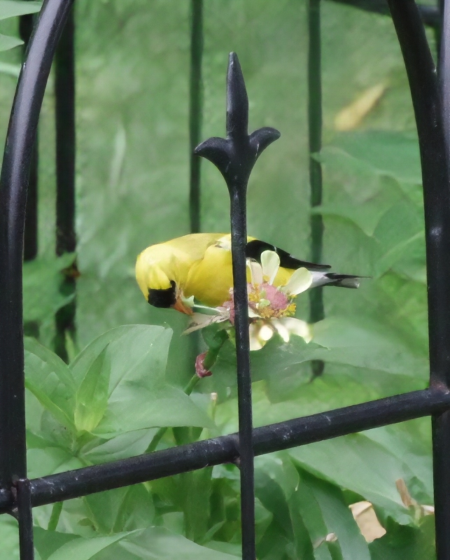 feathered-friends-bird-feeding-1.jpg