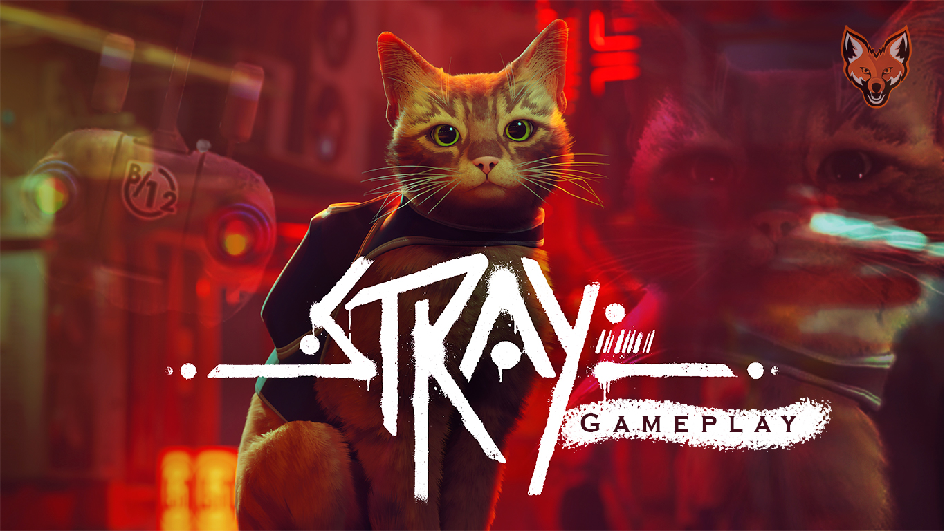 stray.jpg