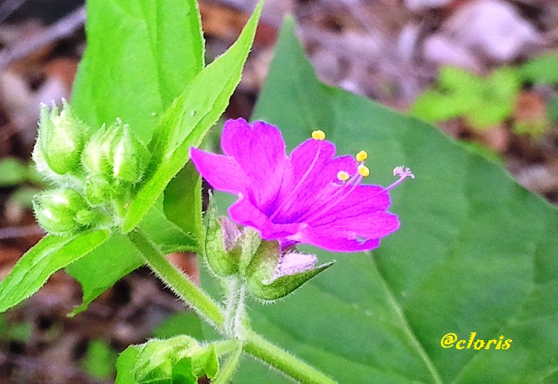 03-Flor_Fucsia.jpg