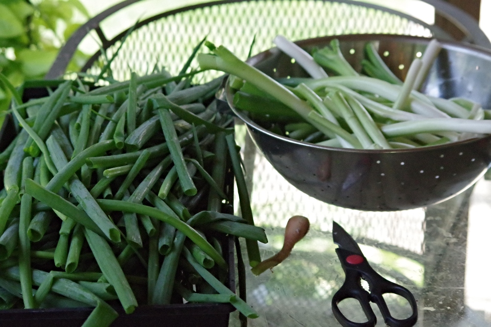 https://images.hive.blog/DQmUYimPZ8DLhoF39BaXgyinyi1kh7rdf6VgFak5i4VzytQ/hive-garden-harvest-green-onion-1.jpg