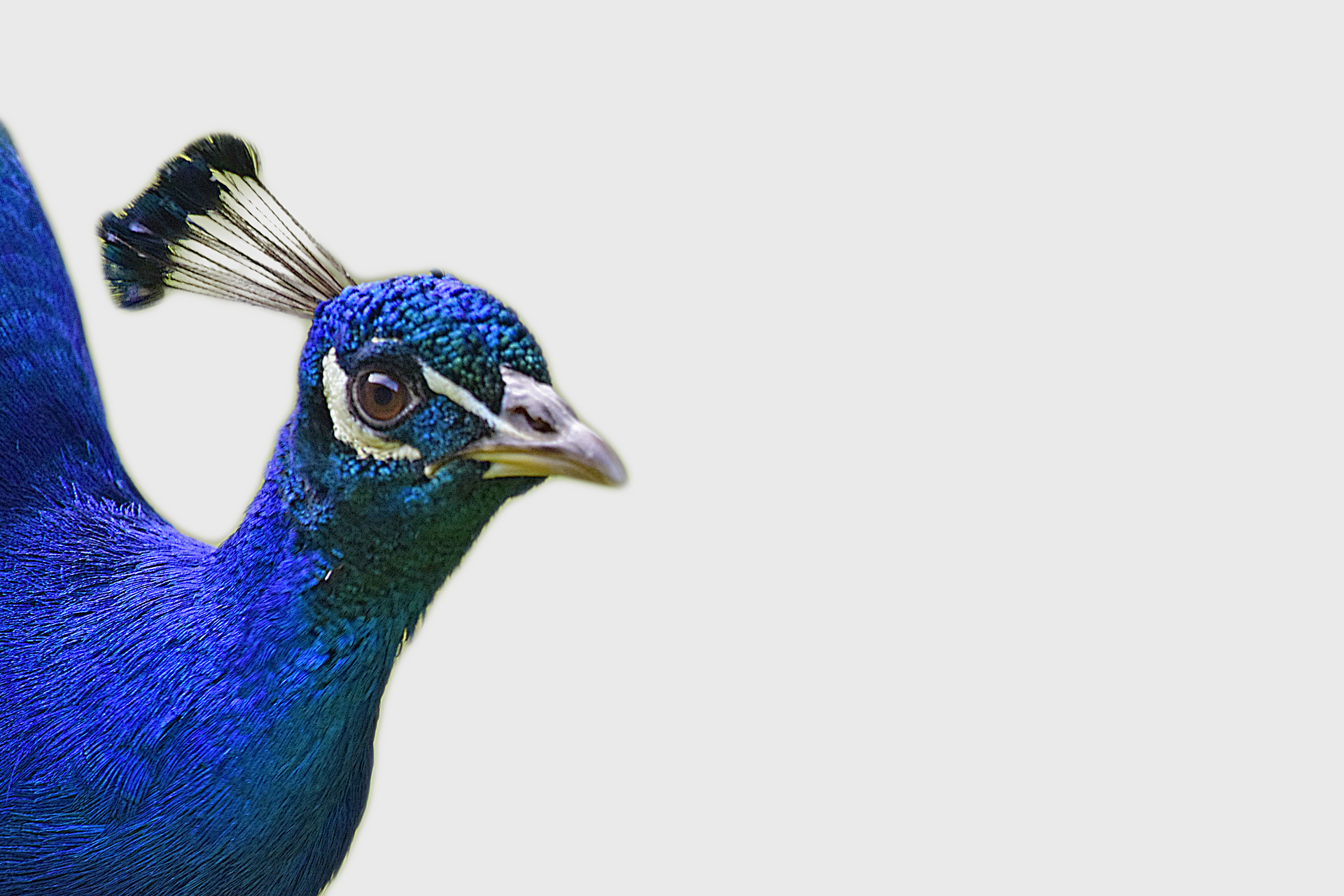 peacock-2009645_1920.png