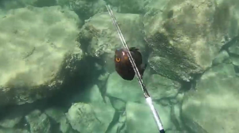 Spearfishing With A Three Prong Spear On The Big Island Of Hawaii Hive