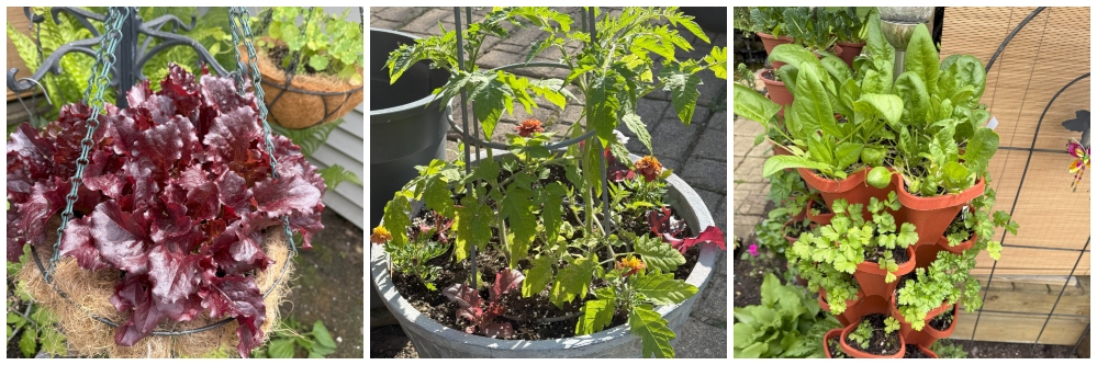 hivegarden-veggies.jpg