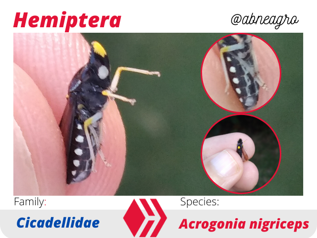@abneagro(5).png