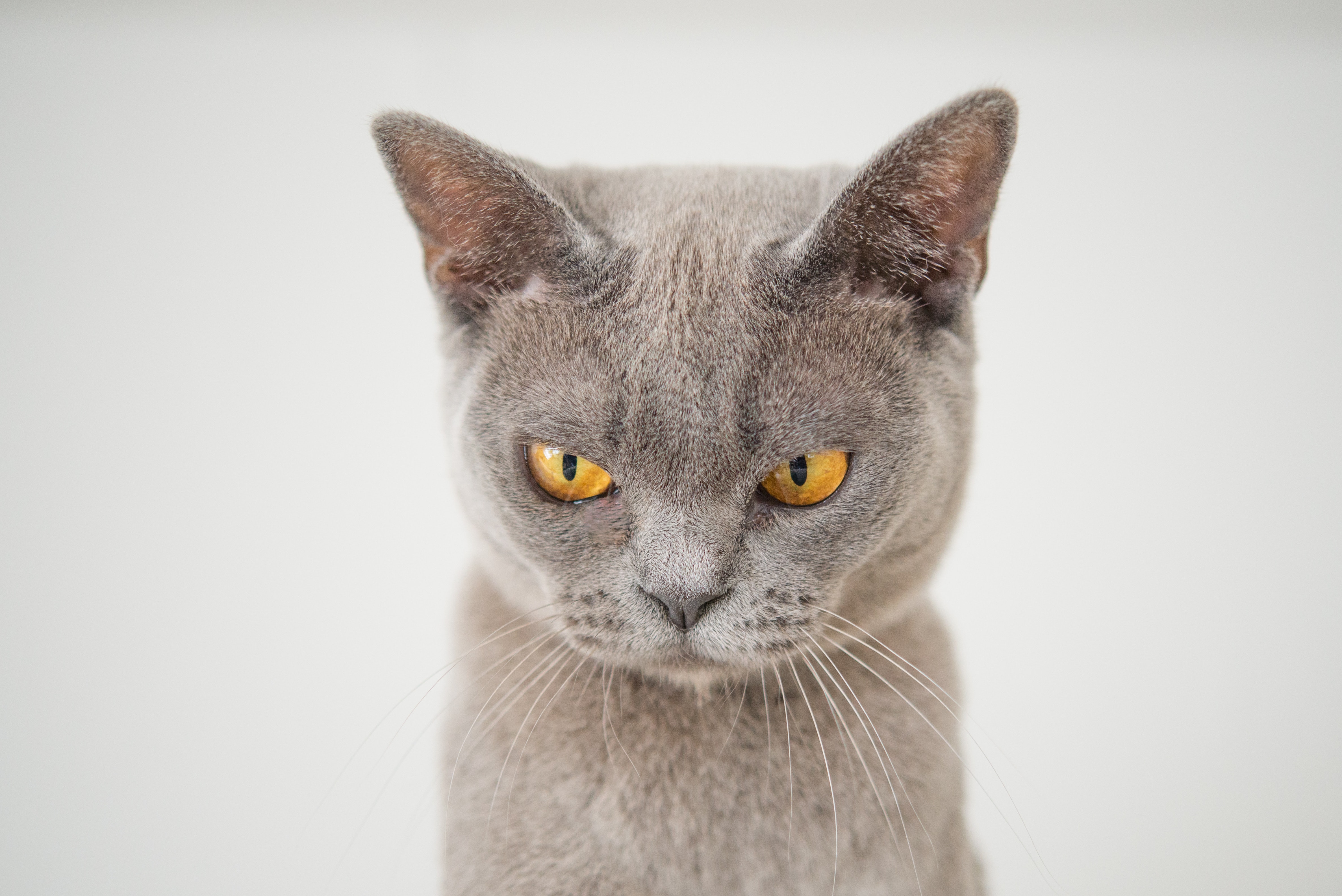 closeup-photo-of-gray-cat-1331821.jpg
