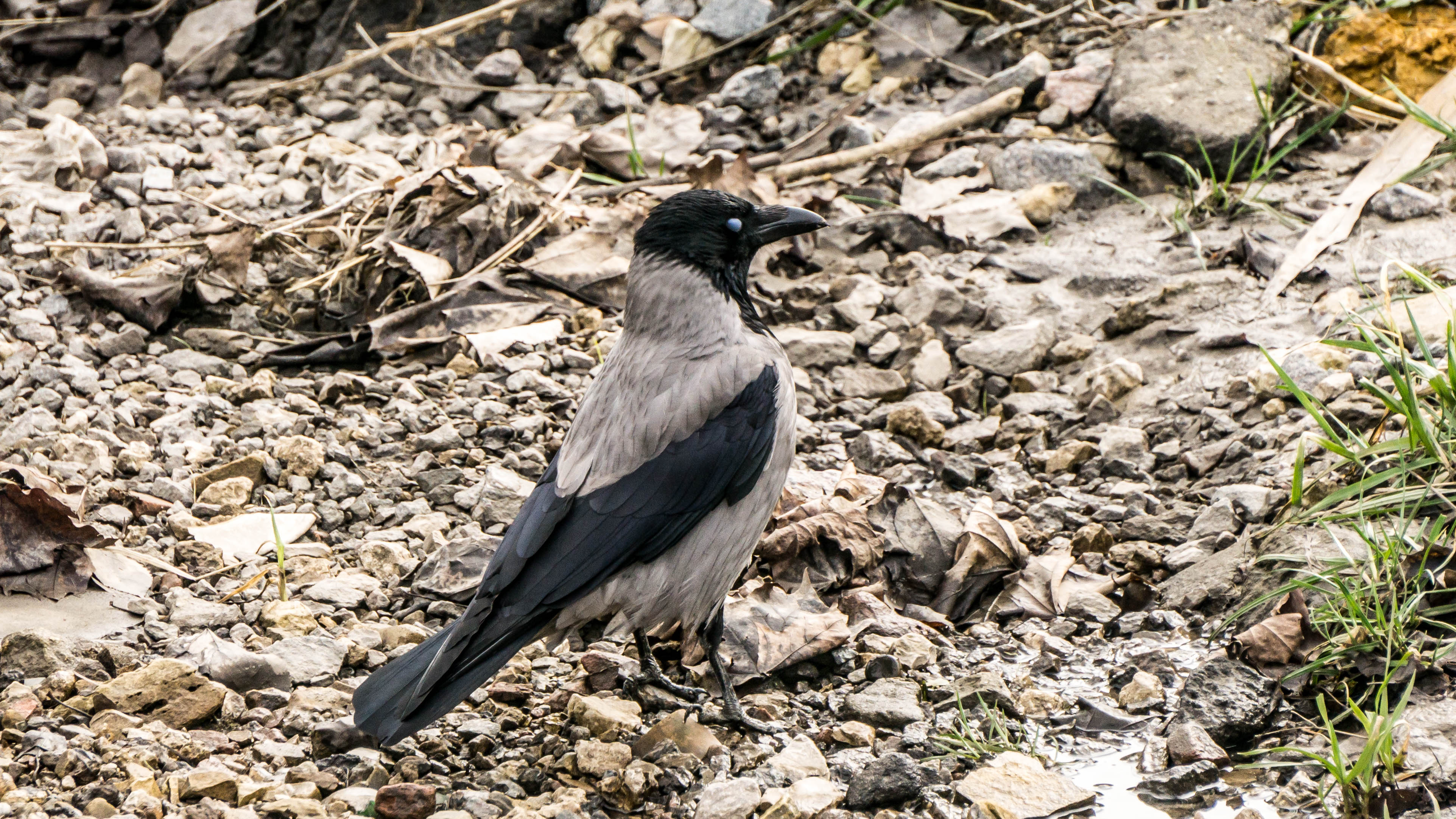 DSC08407-4.jpg