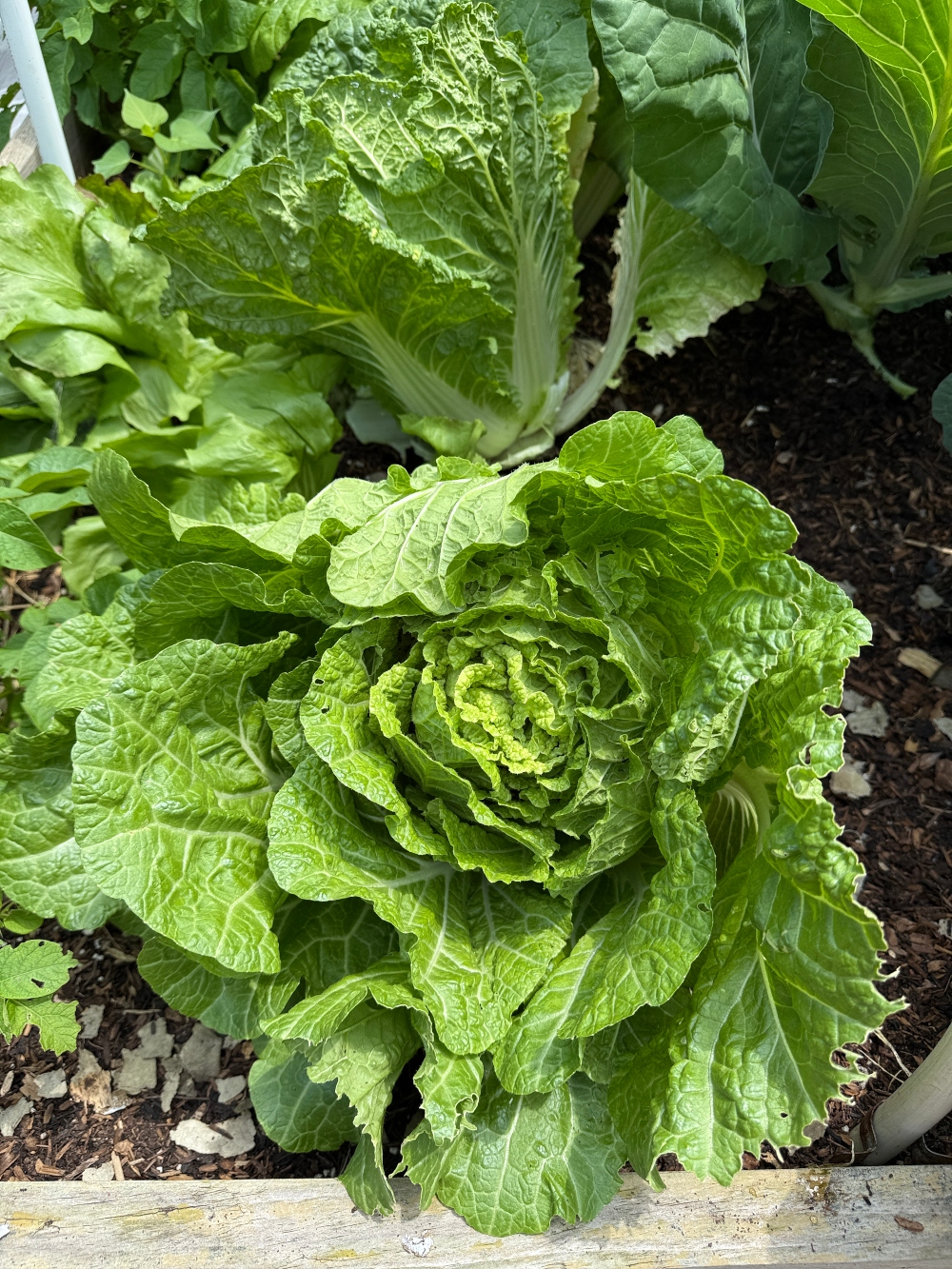 hivegarden-veggies-8.jpg