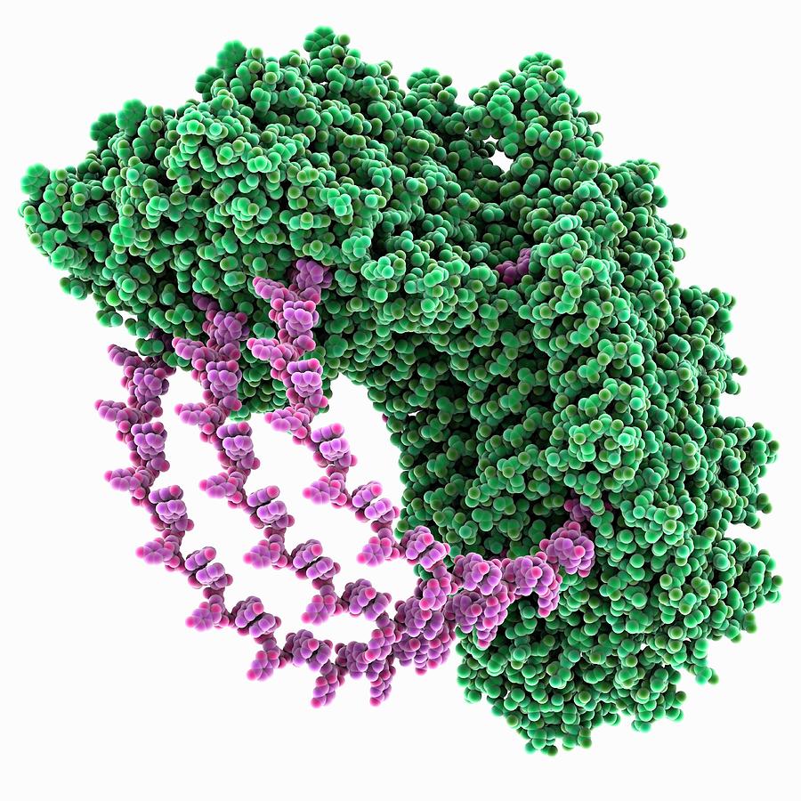 tobacco-mosaic-virus-molecule-laguna-designscience-photo-library-1.jpg