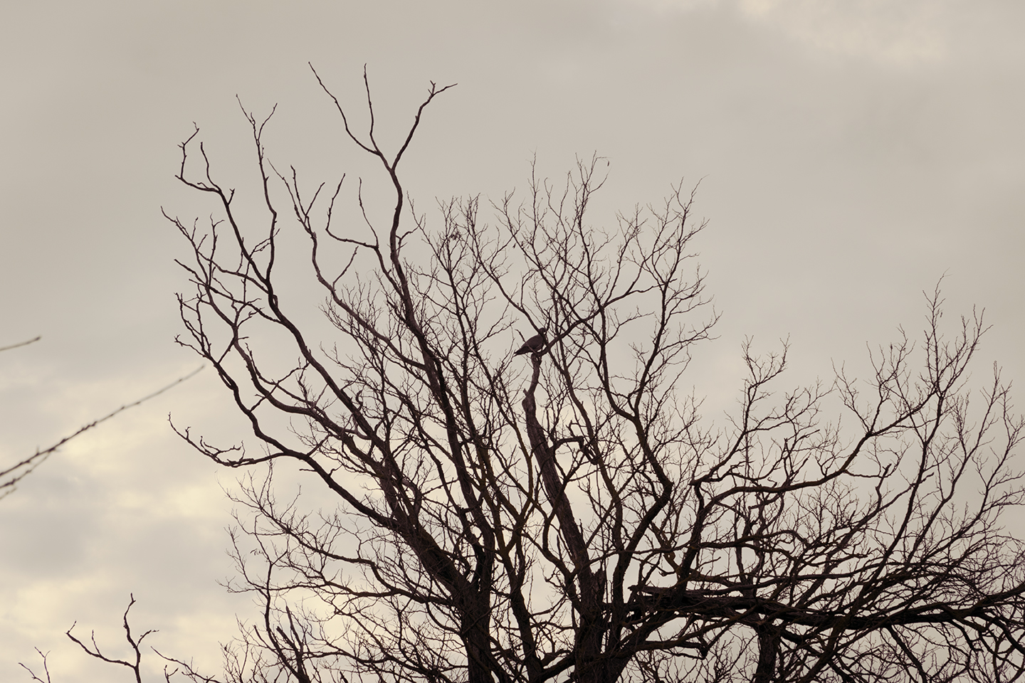 " "DSC_0336 copy.jpg""