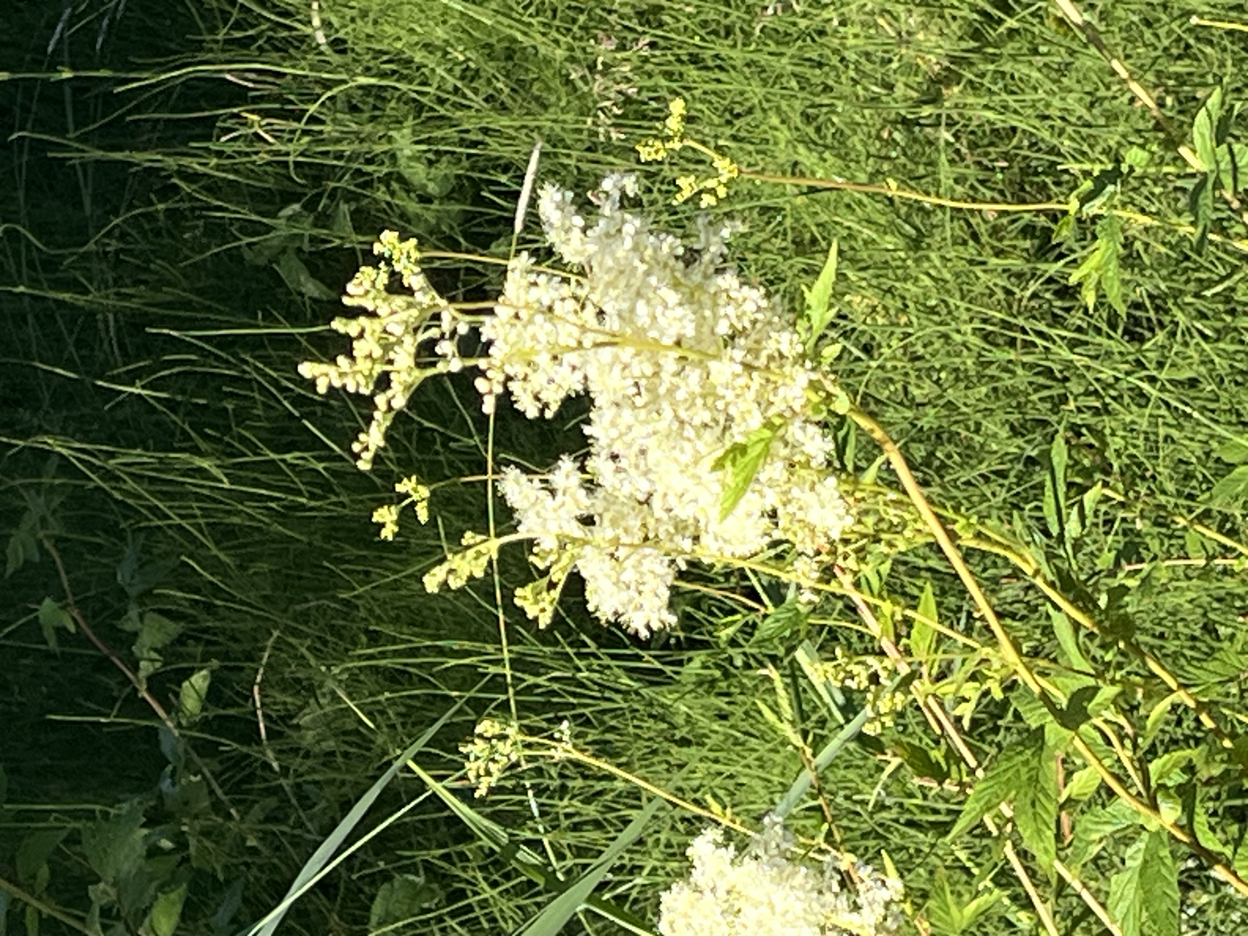 IMG_1496.jpeg