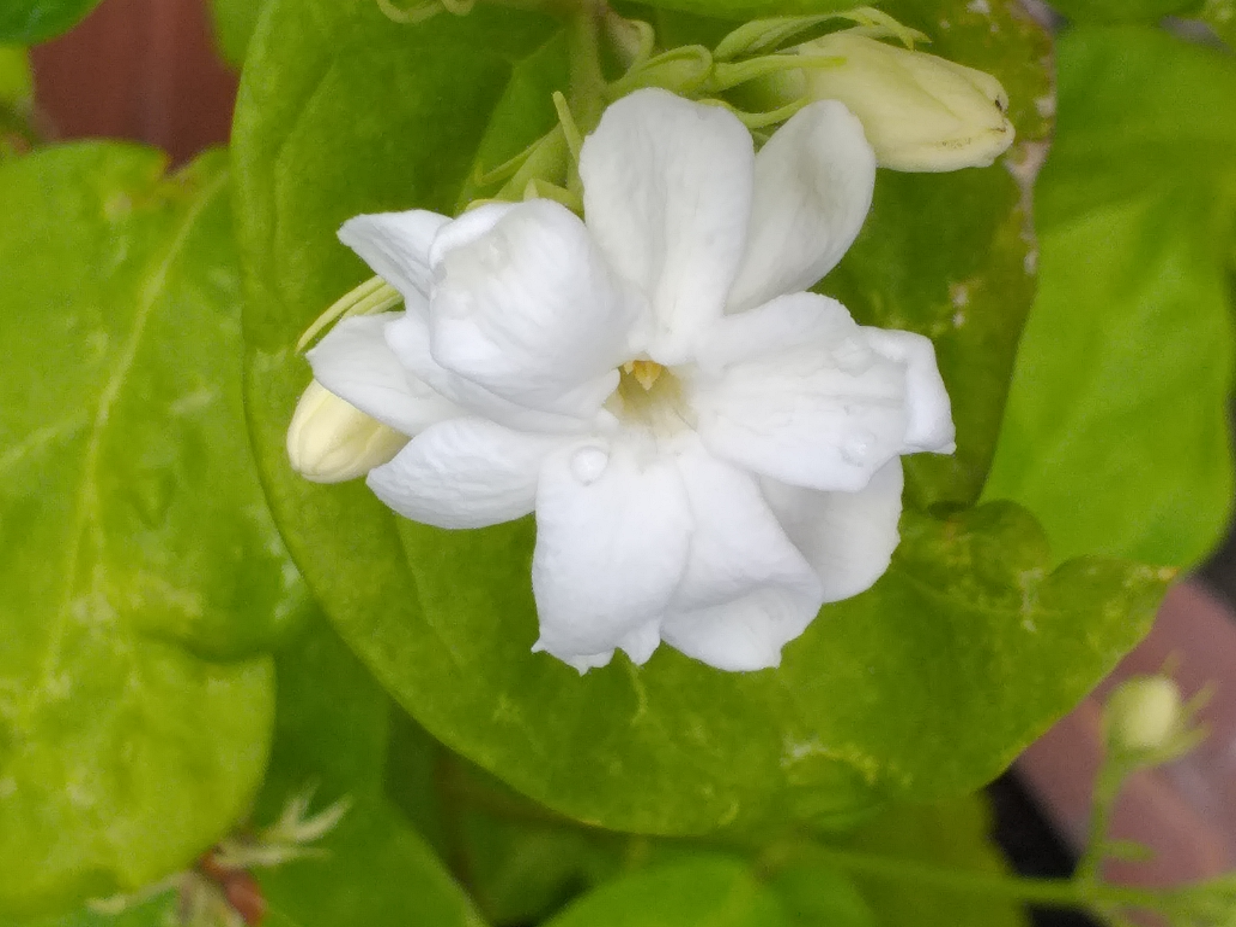 white flower22.jpg