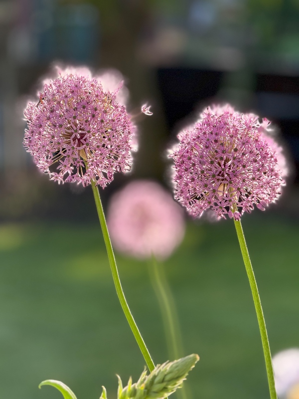hivegarden-globe-allium-2.jpg