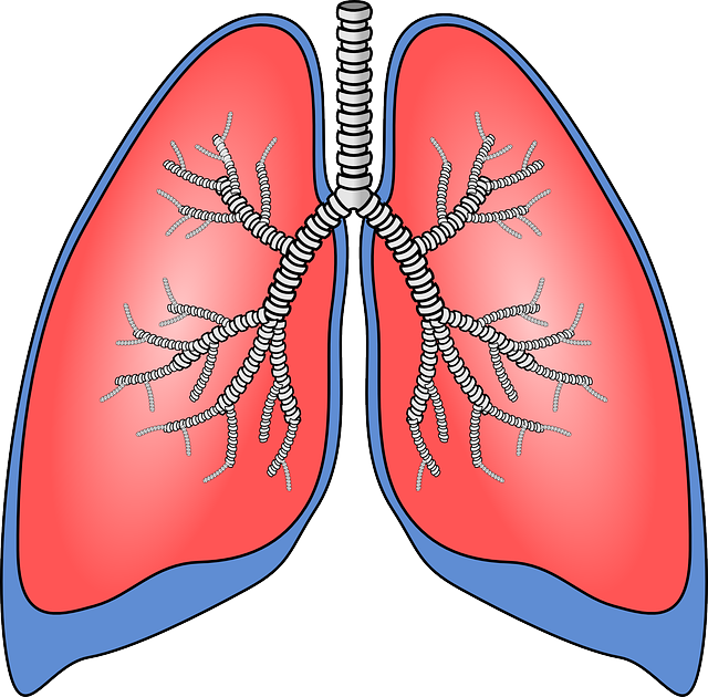 lungs-g8ab200e47_640.png