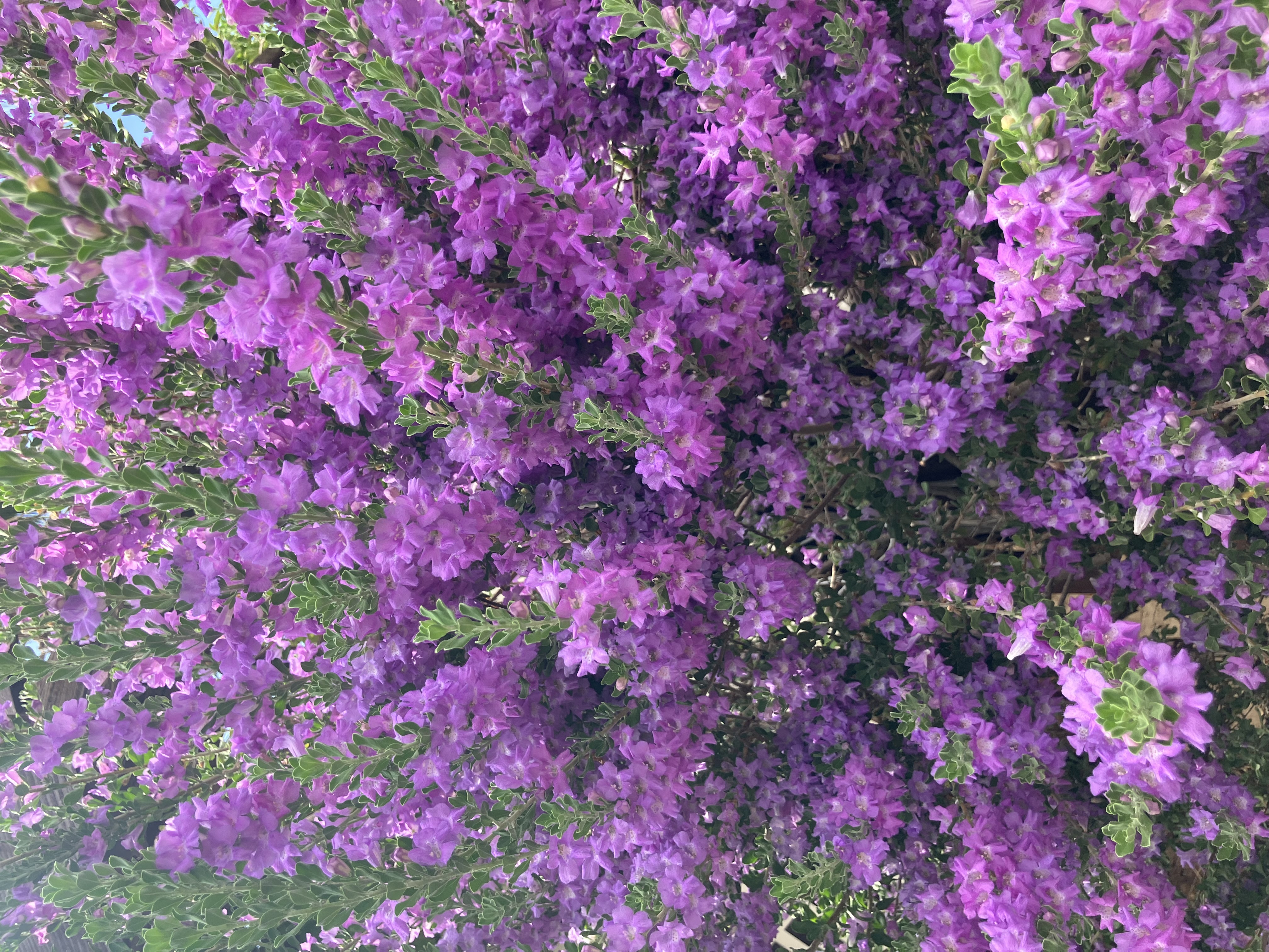 https://images.hive.blog/DQmUcfMqpJCG7gvxrMk2XhxbpZWVELdpvye34poSnkFRd44/IMG_1301.jpeg