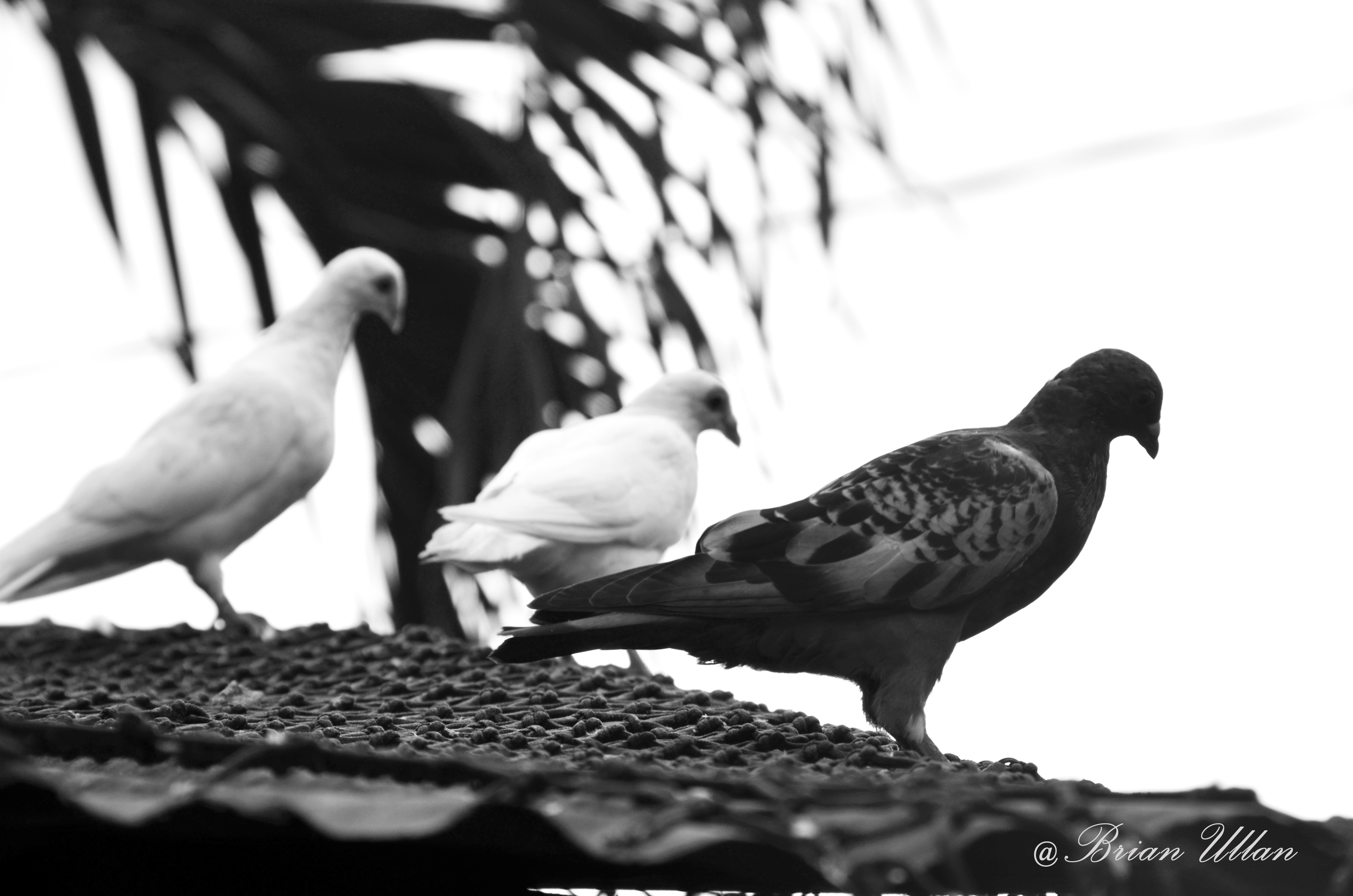 B&W Dove1.jpg