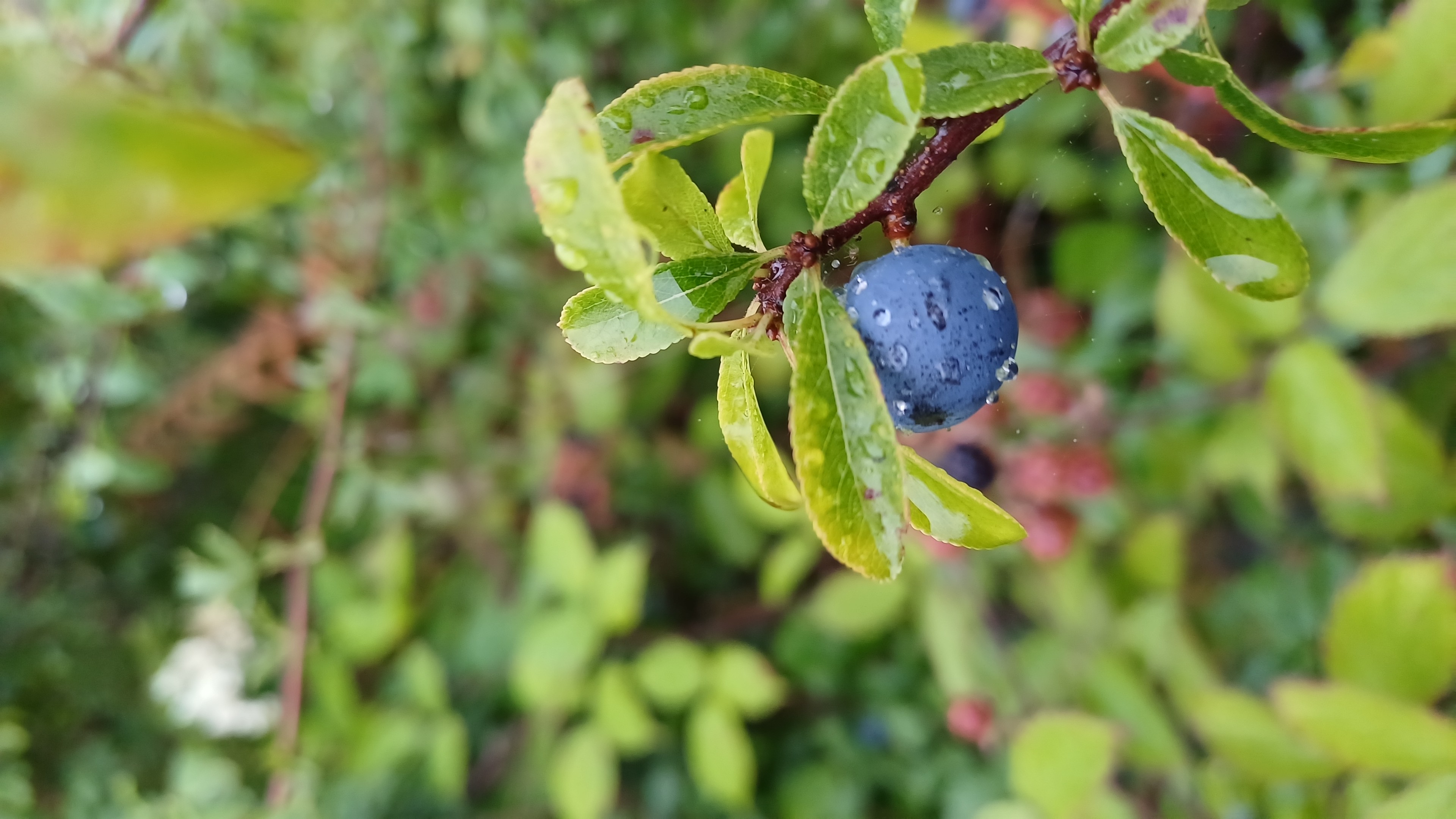 IMG-20250731-WA0006.jpeg