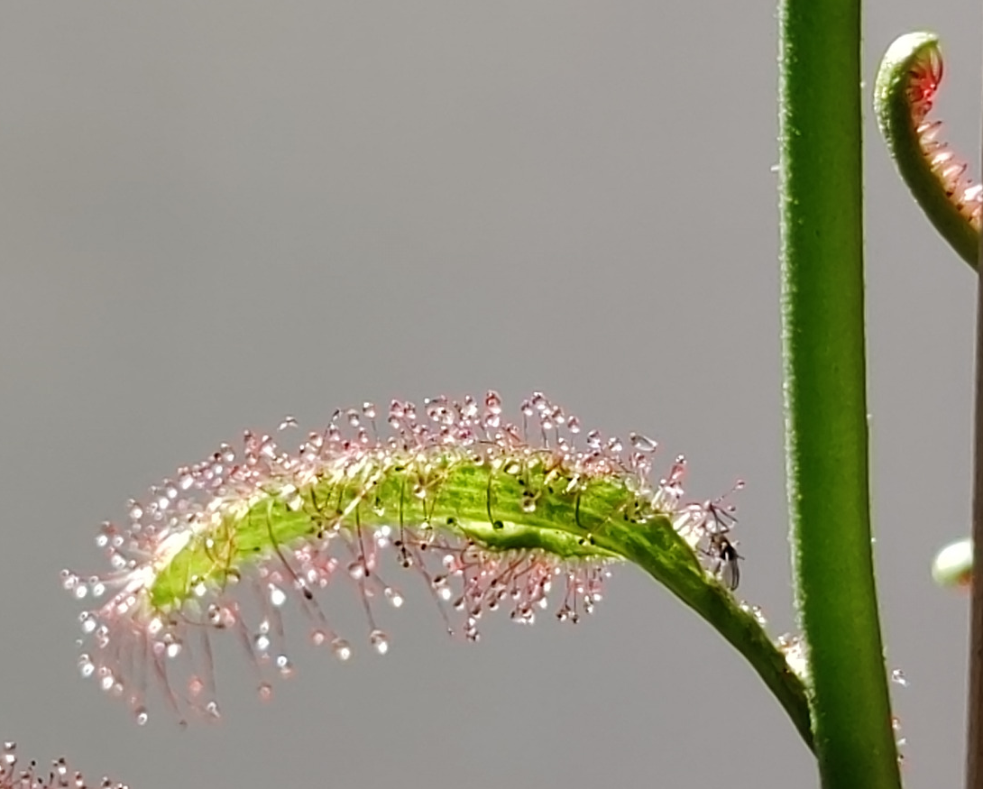 dew-drosera.png