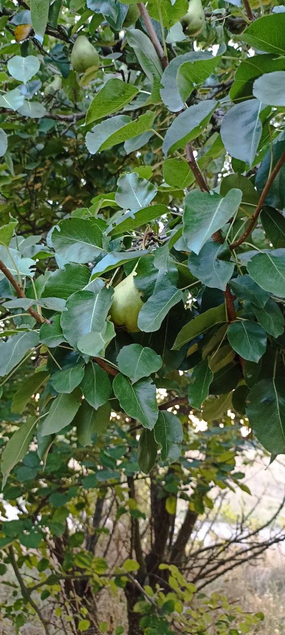 IMG_9052.jpeg