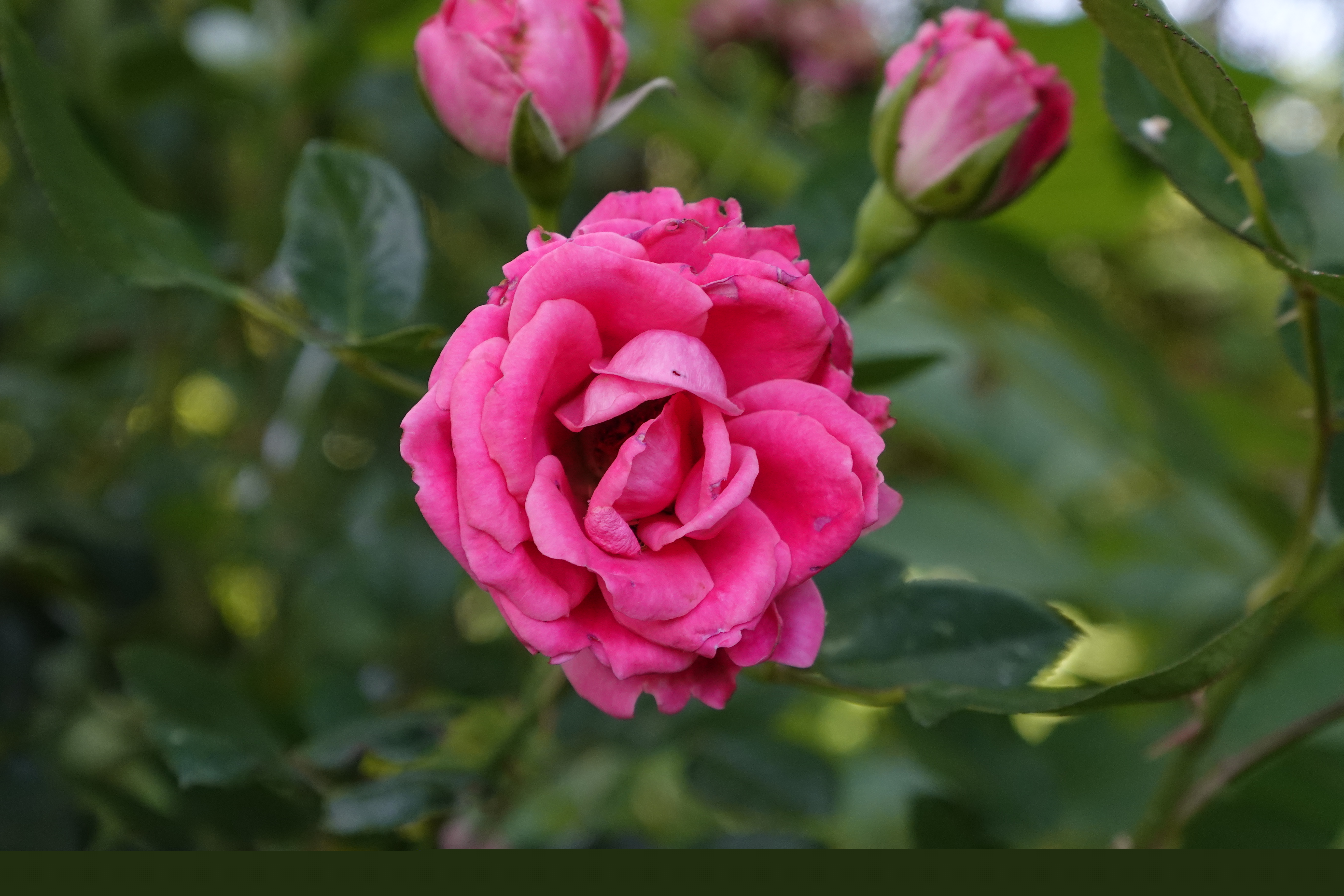 _DSC0012.jpeg
