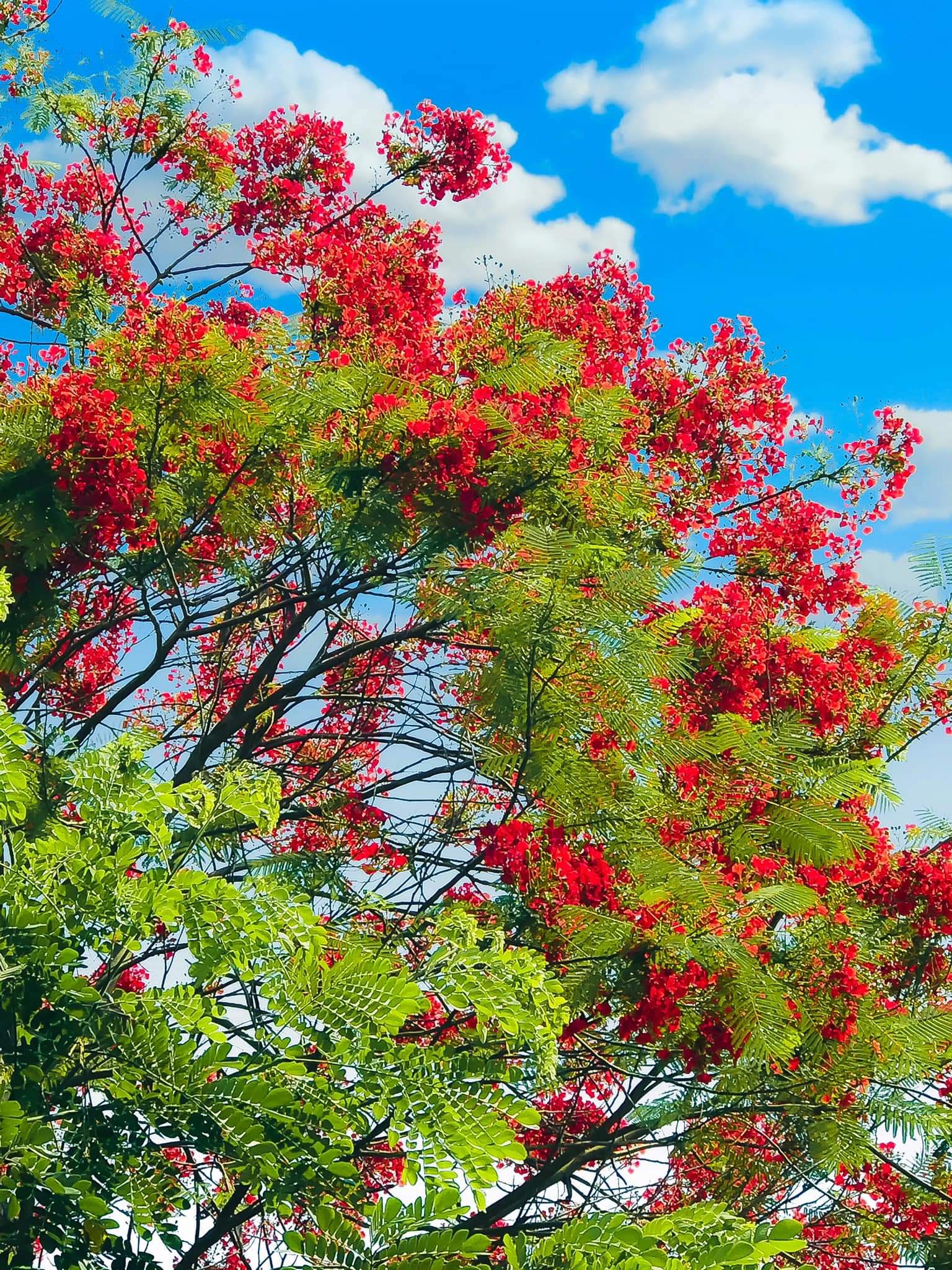  " " \" \" \\" \\"Royal Poinciana.jpg\\"\\"\"\"""